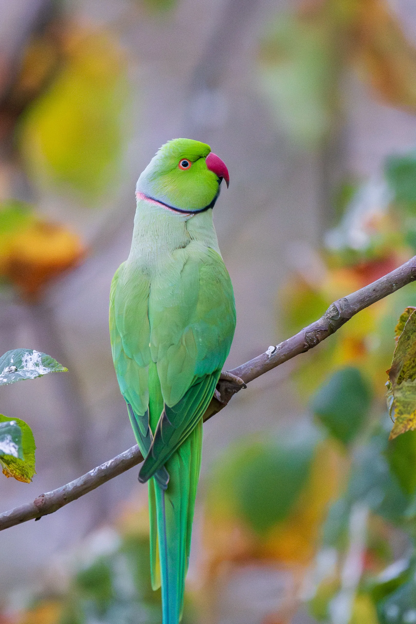 Rheinaue Bonn – Bild 1
