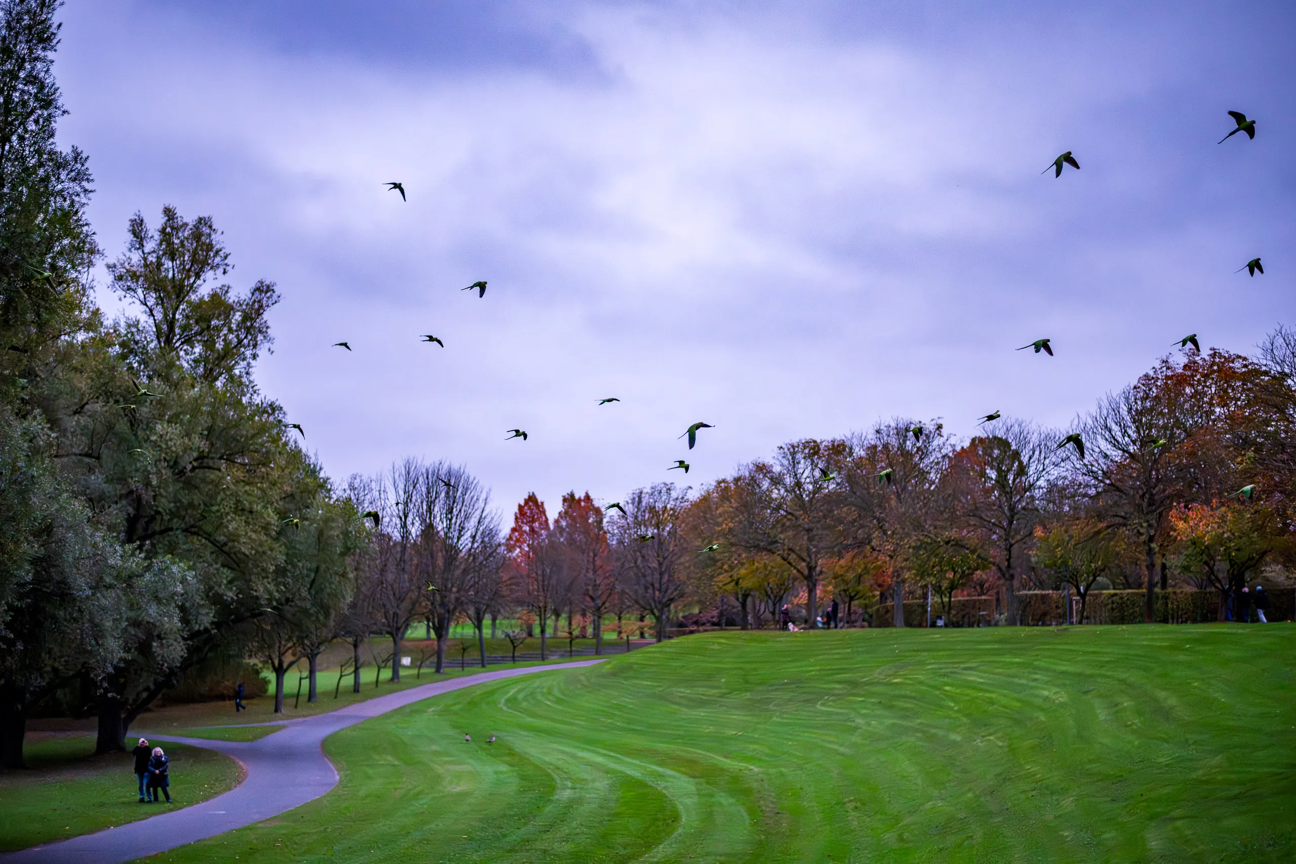 Rheinaue Bonn – Bild 12