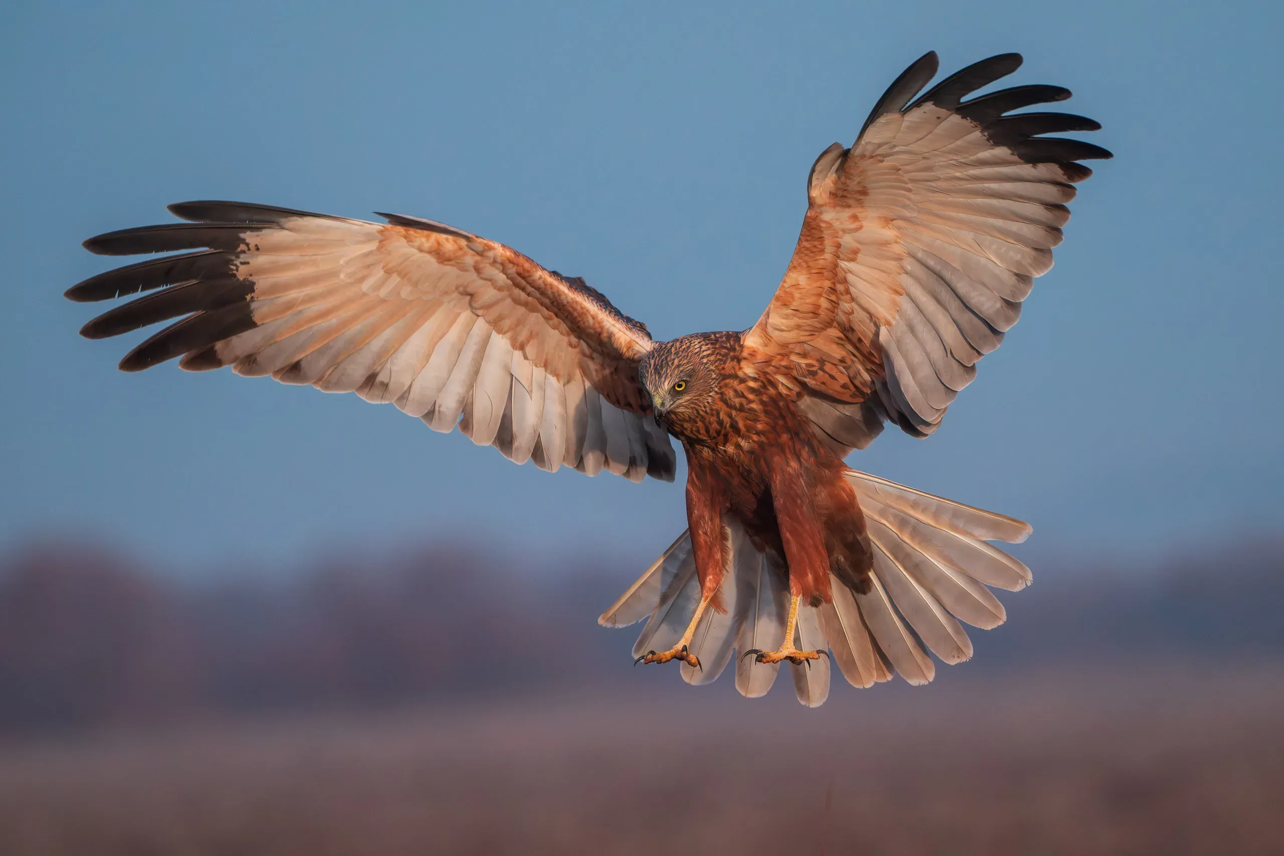 Rohrweihe im Landeanflug mit ausgebreiteten Flügeln