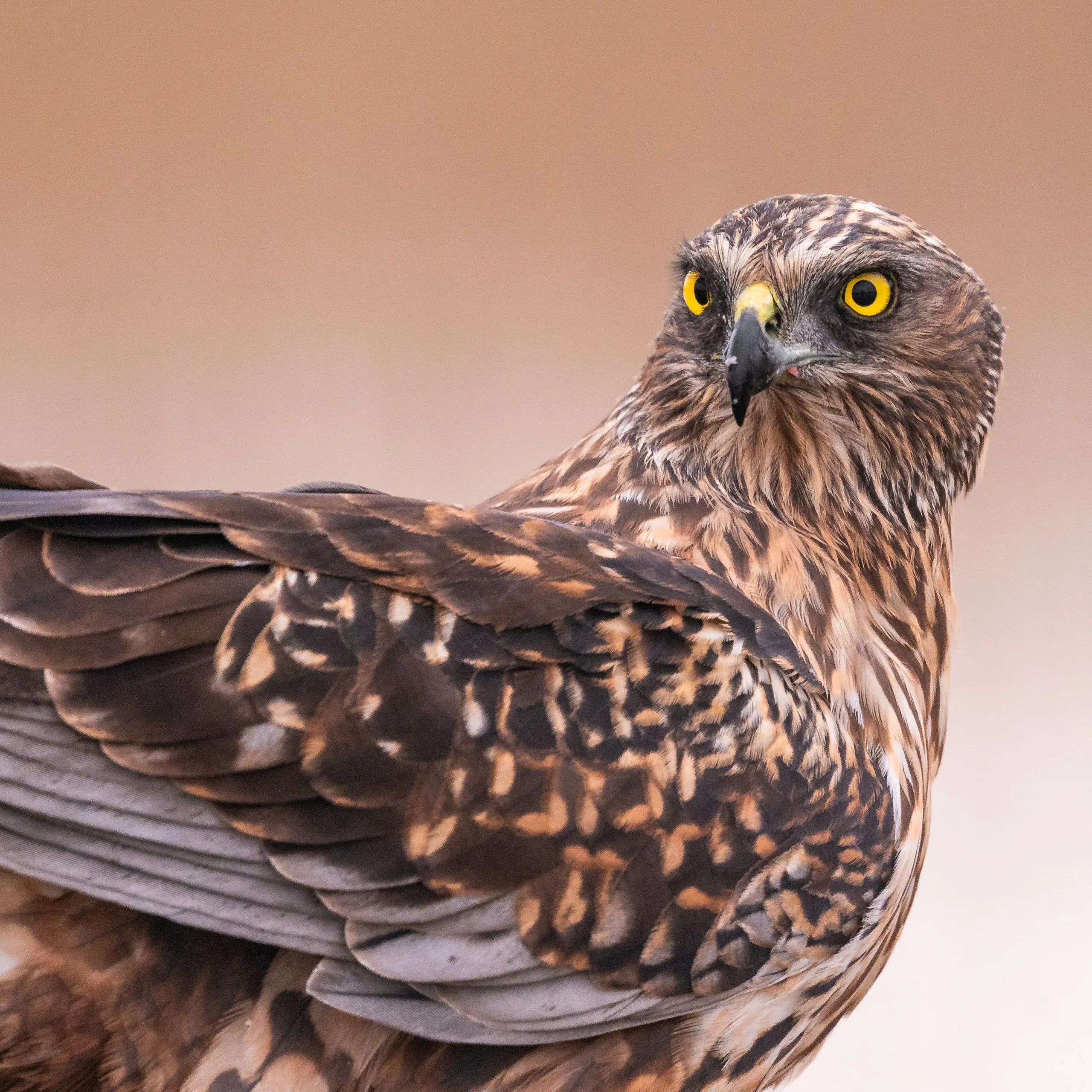 Rohrweihe im Porträt mit gelben Augen