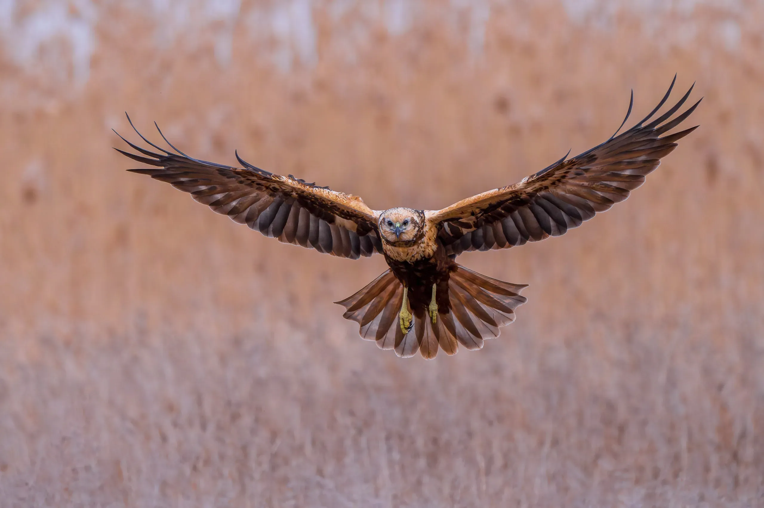 Rohrweihe fliegt frontal über dem Schilf auf die Kamera zu