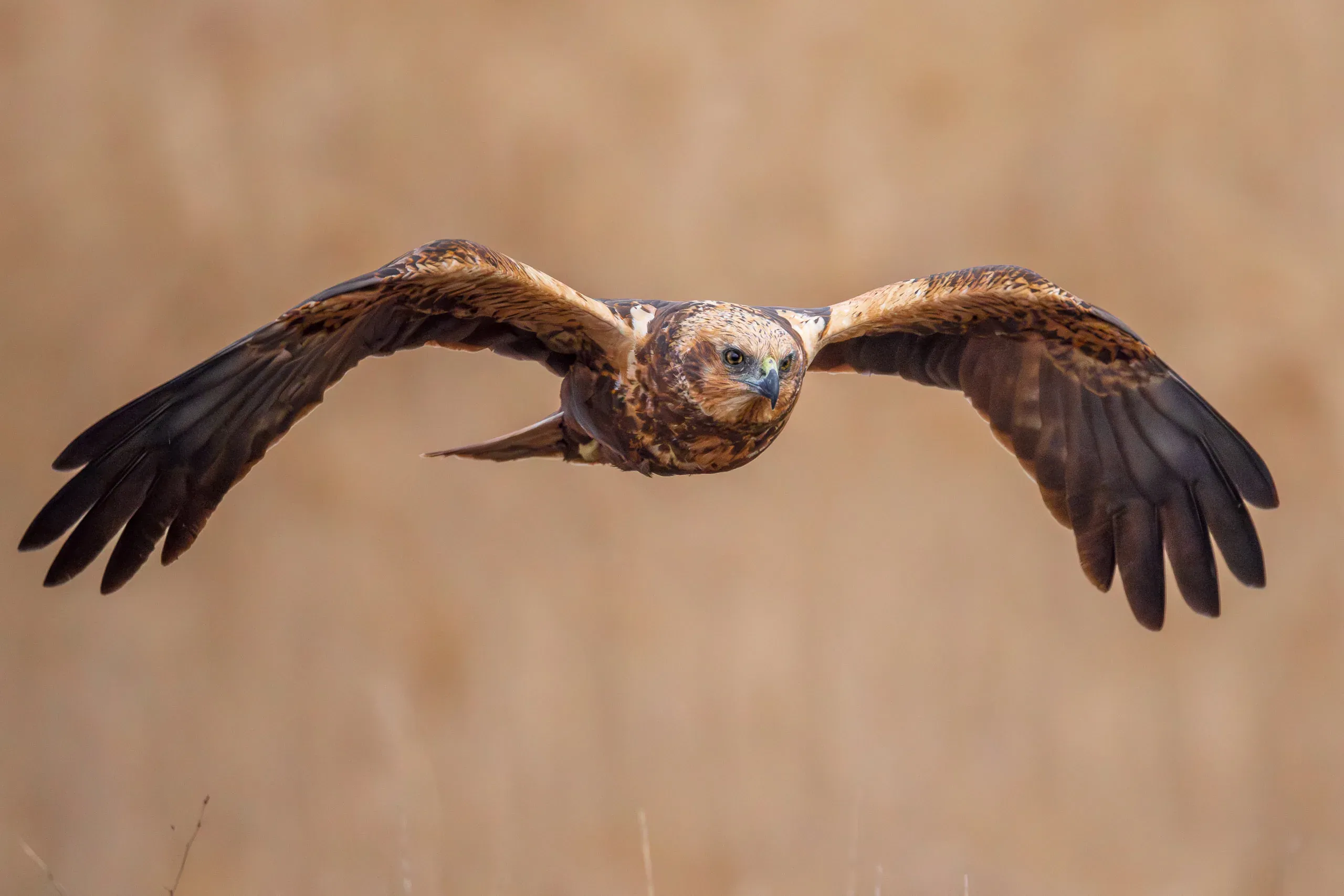 Rohrweihe im Anflug von vorn, braunes Gefieder