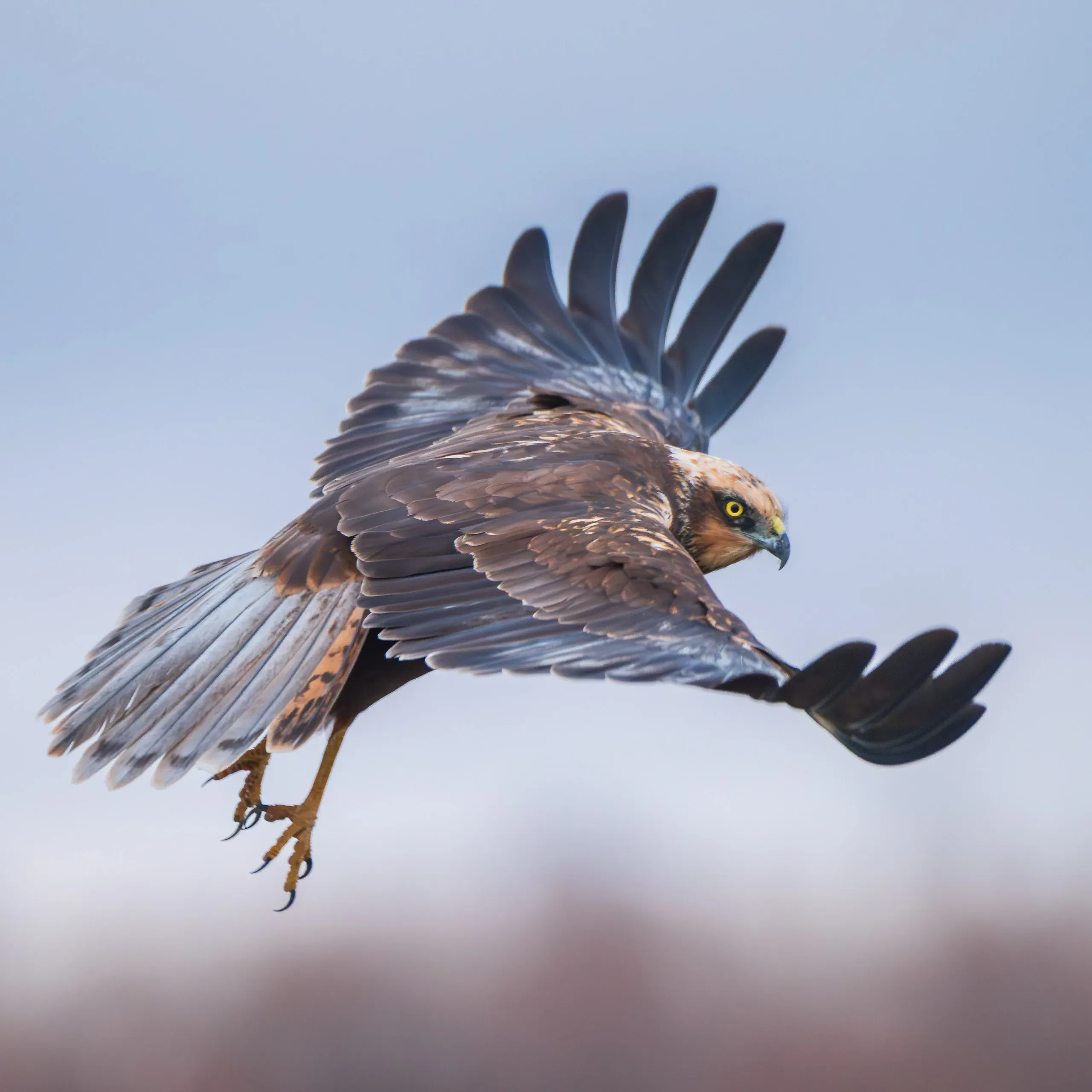 Rohrweihe im Flug vor blauem Himmel