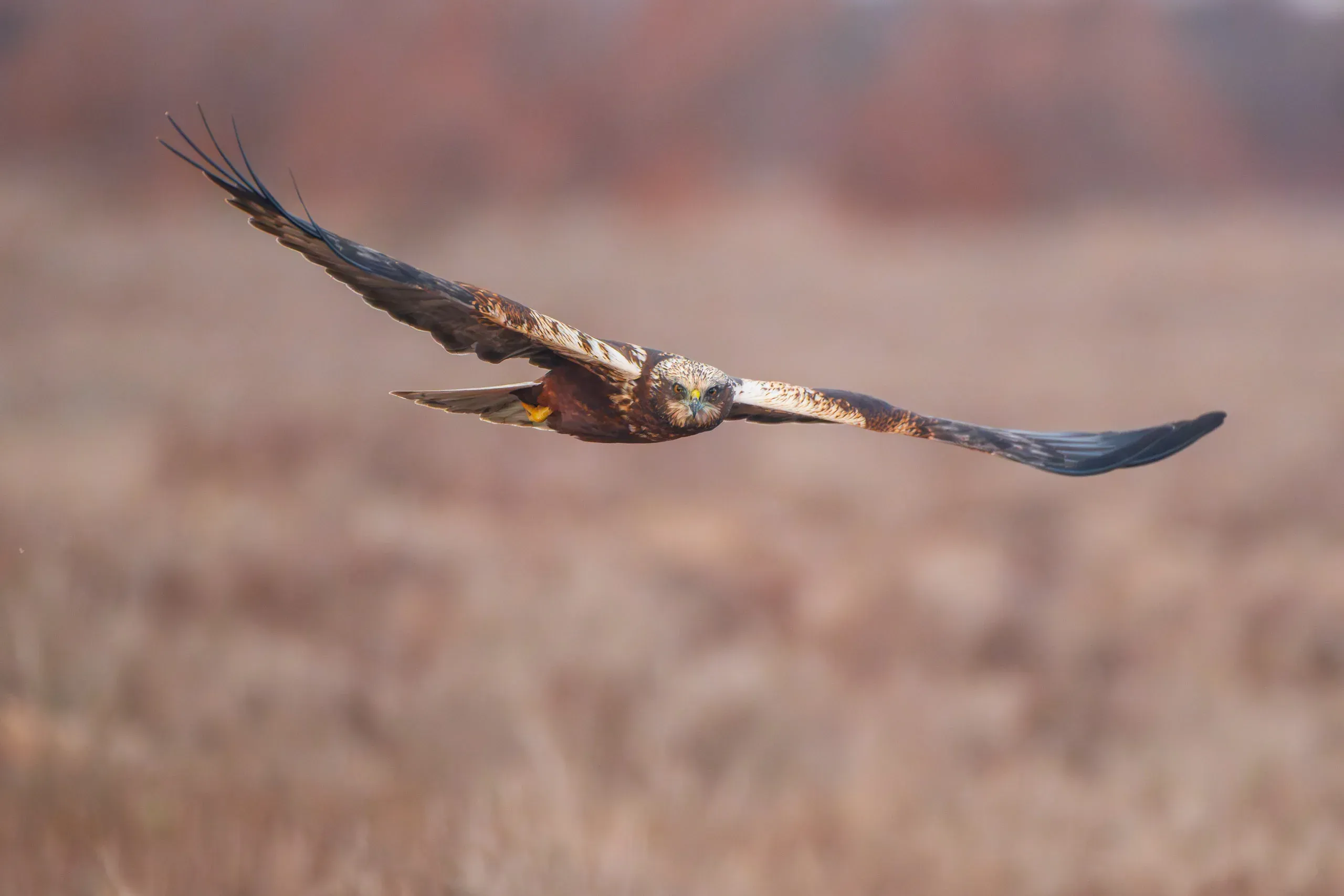 Rohrweihe fliegt frontal über dem Feld