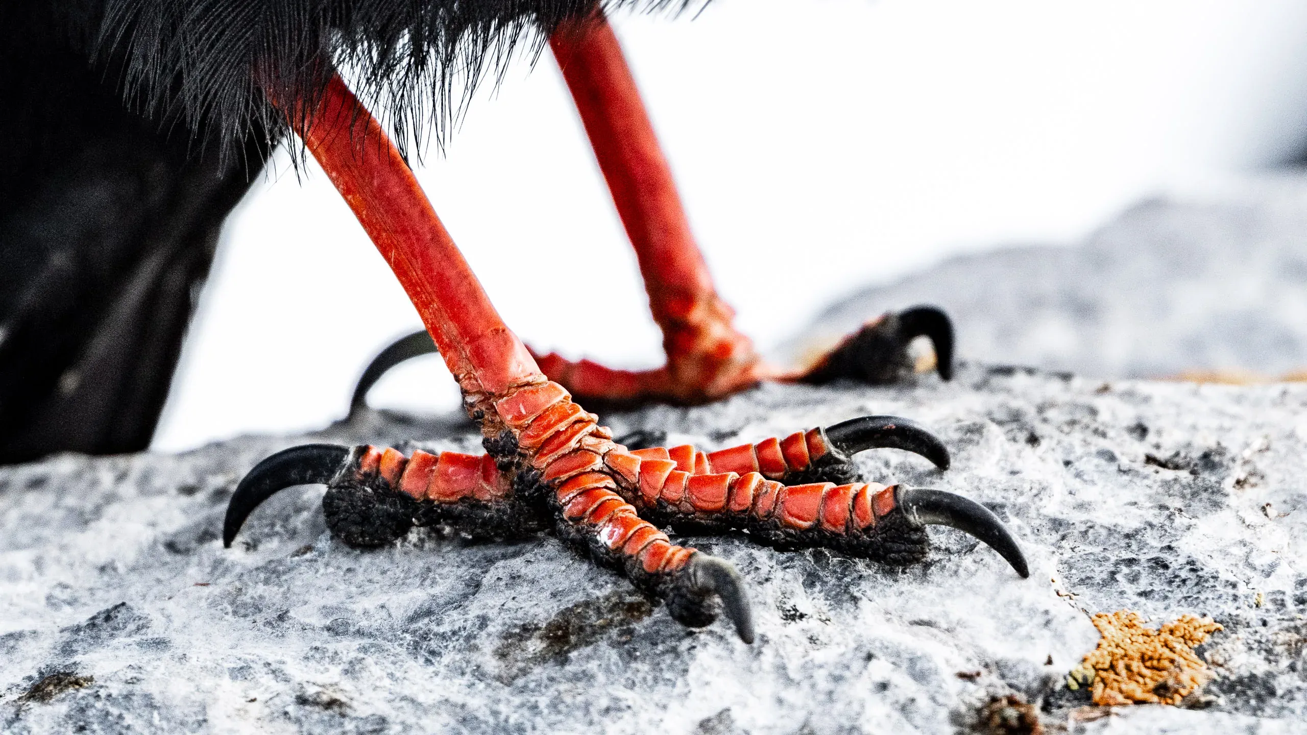 Kräftige rot-orange Fänge eines Vogels auf verschneitem Fels
