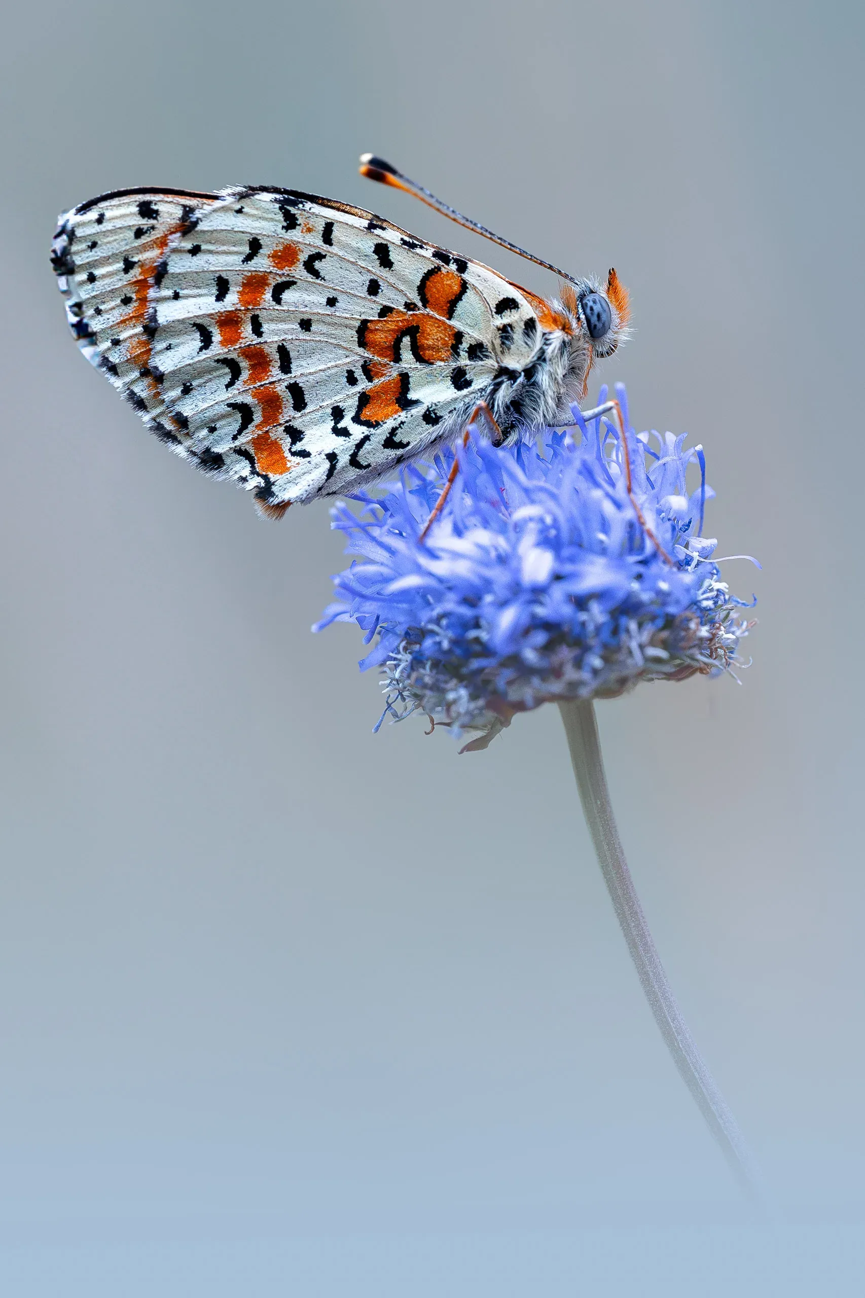 Roter Scheckenfalter mit schwarz gepunkteter Unterseite auf einer blauen Jasione-Blüte