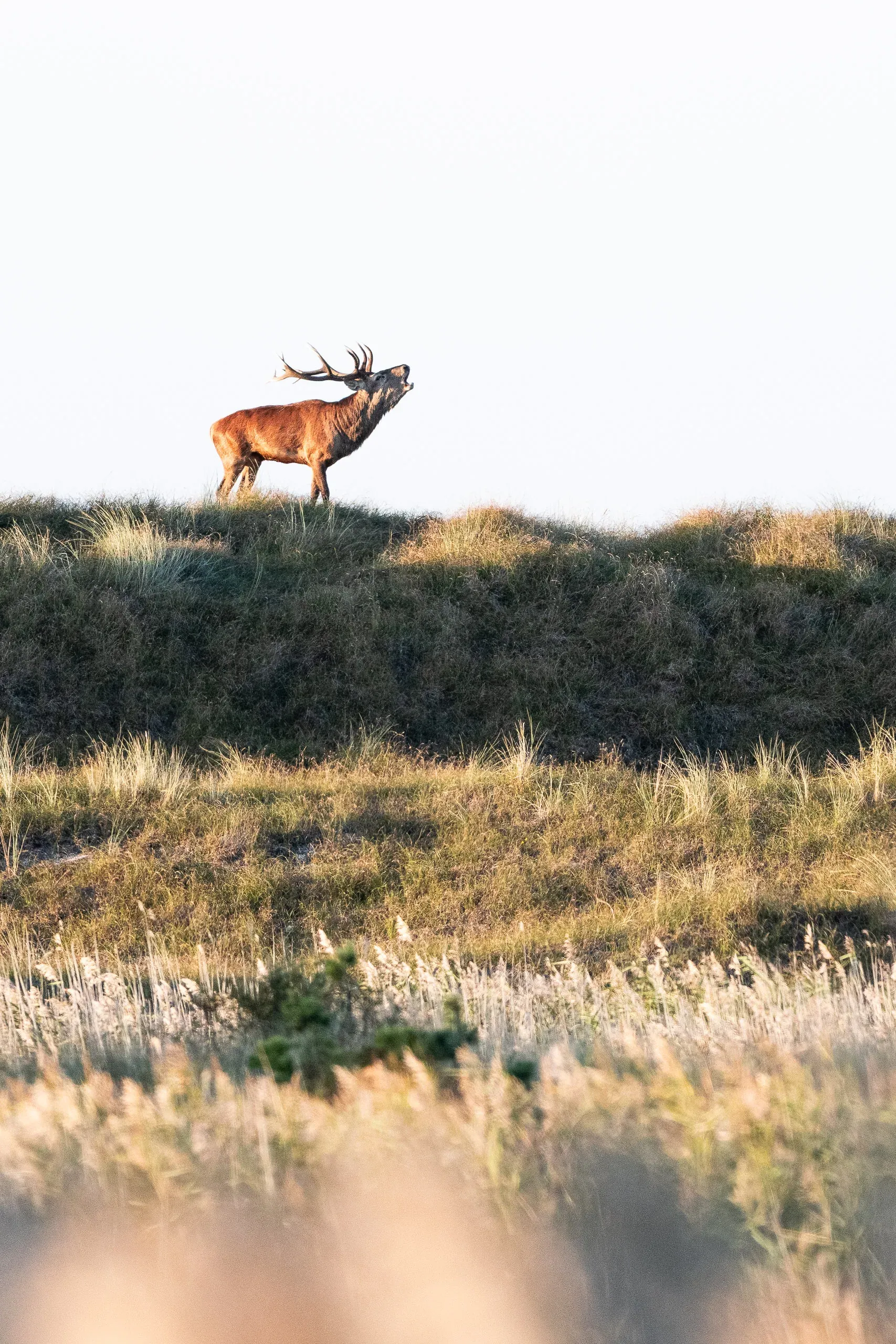Red Deer