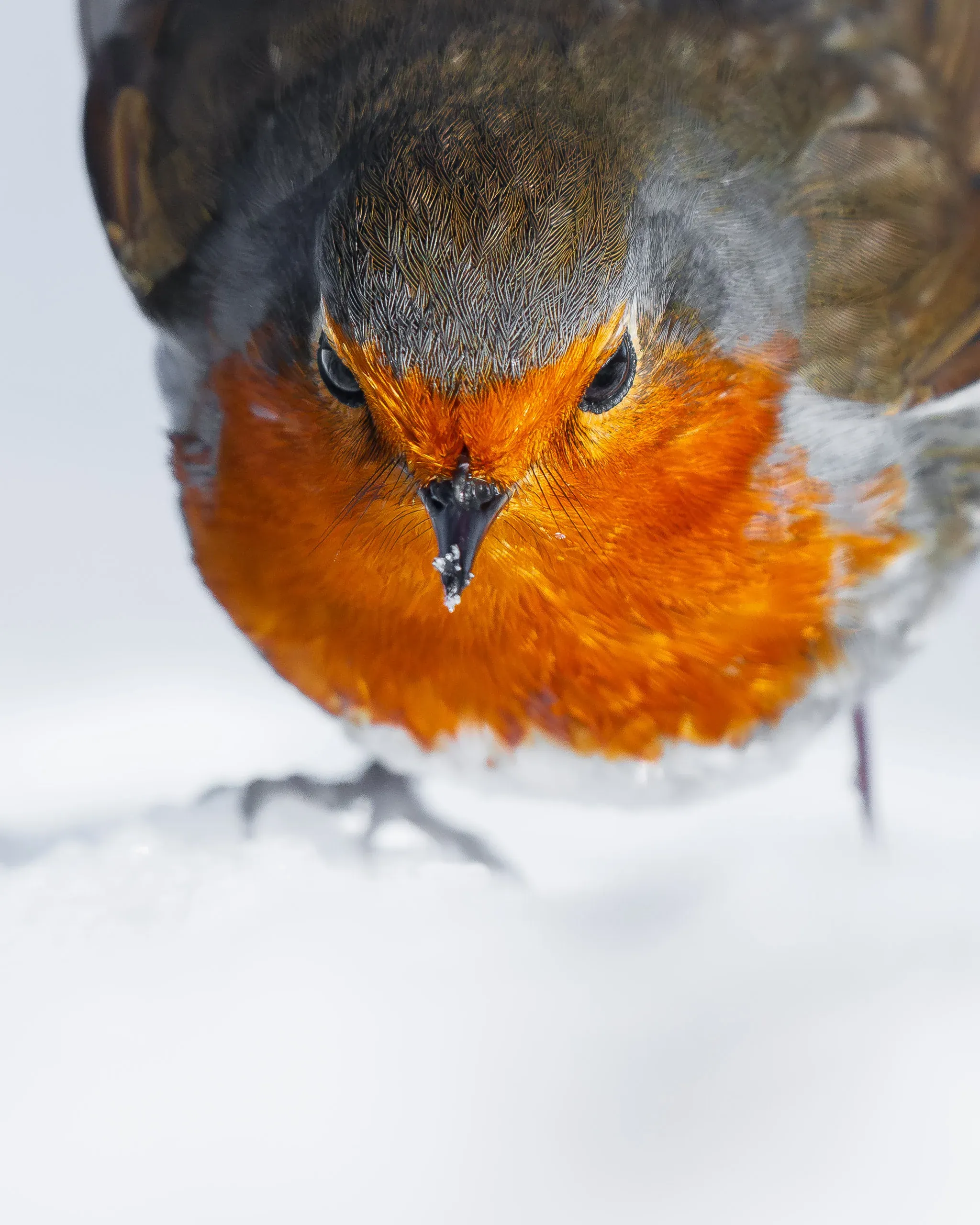 Rotkehlchen frontal im Schnee, Blick in die Kamera