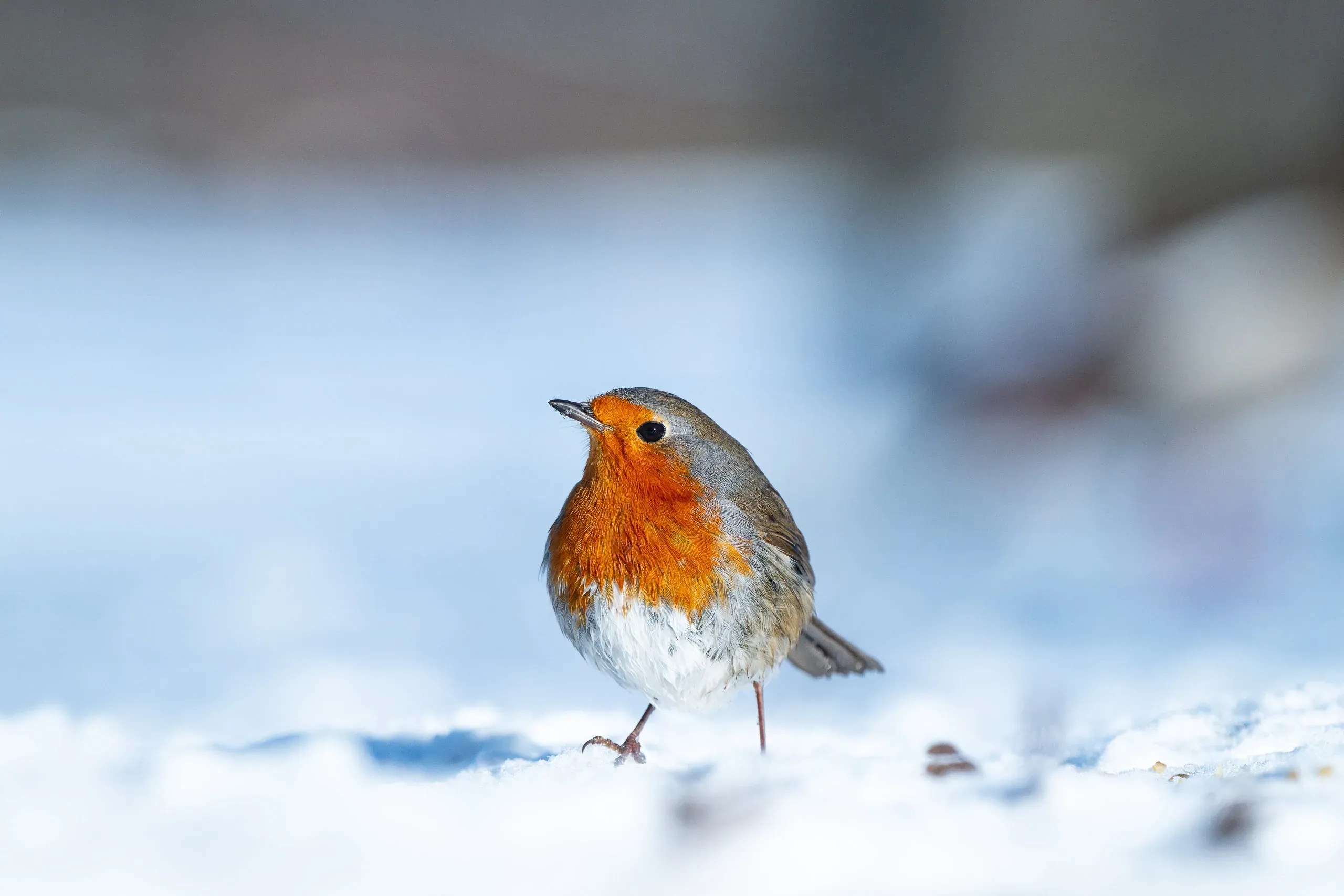 Rotkehlchen steht im Schnee vor blau-weißem Hintergrund
