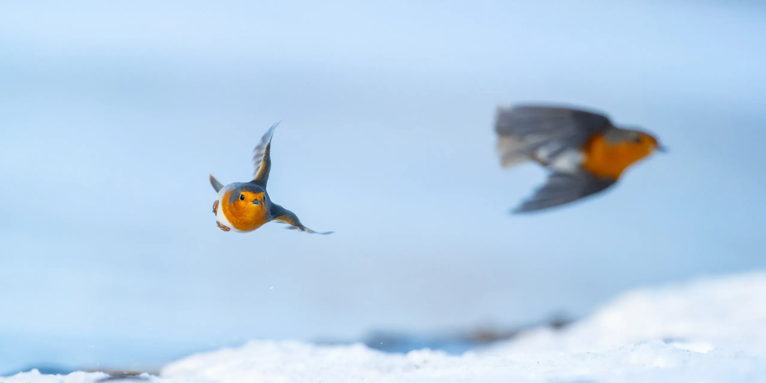 Zwei Rotkehlchen fliegen über Schnee aufeinander zu