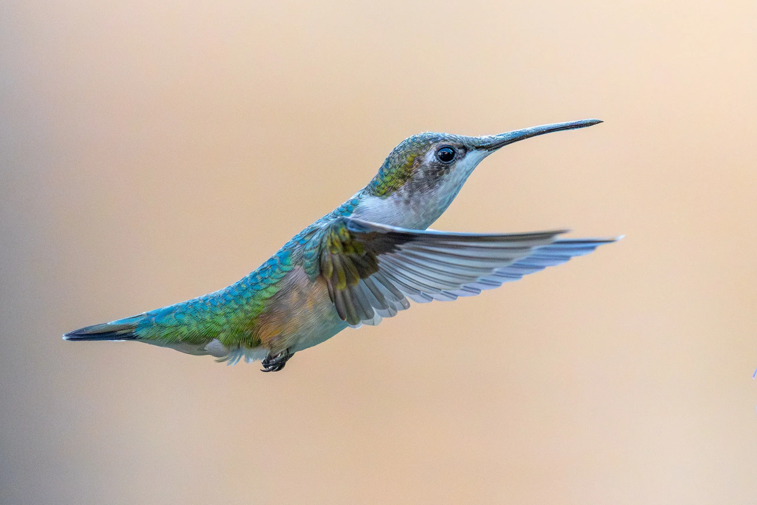 Rubinkehlkolibri im Schwirrflug vor pastellfarbenem Hintergrund (Kanada)