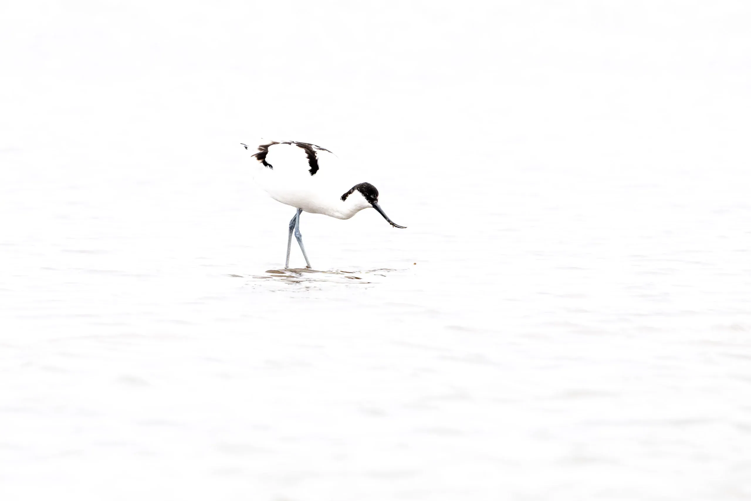 Eine Woche auf Texel – Bild 15