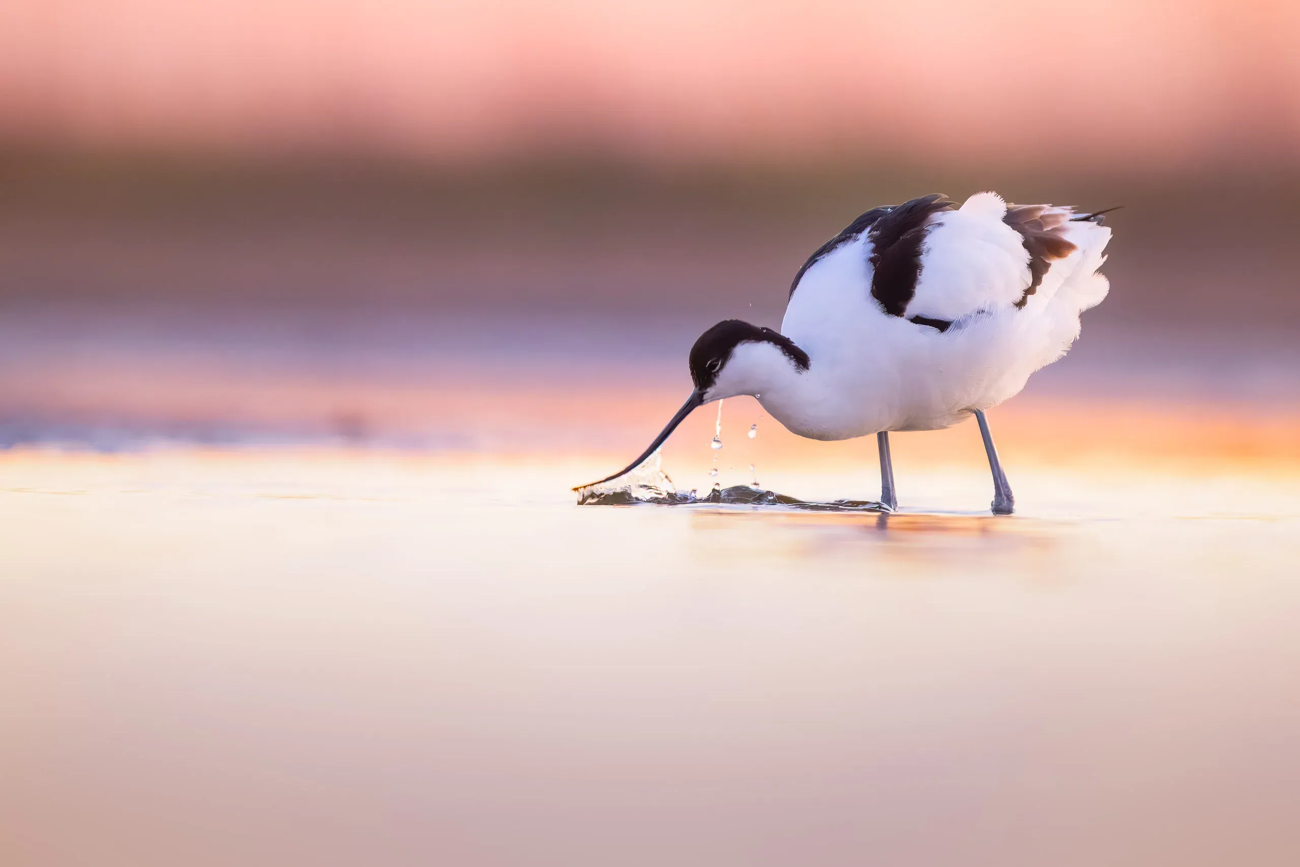 Pied Avocet (Recurvirostra avosetta)