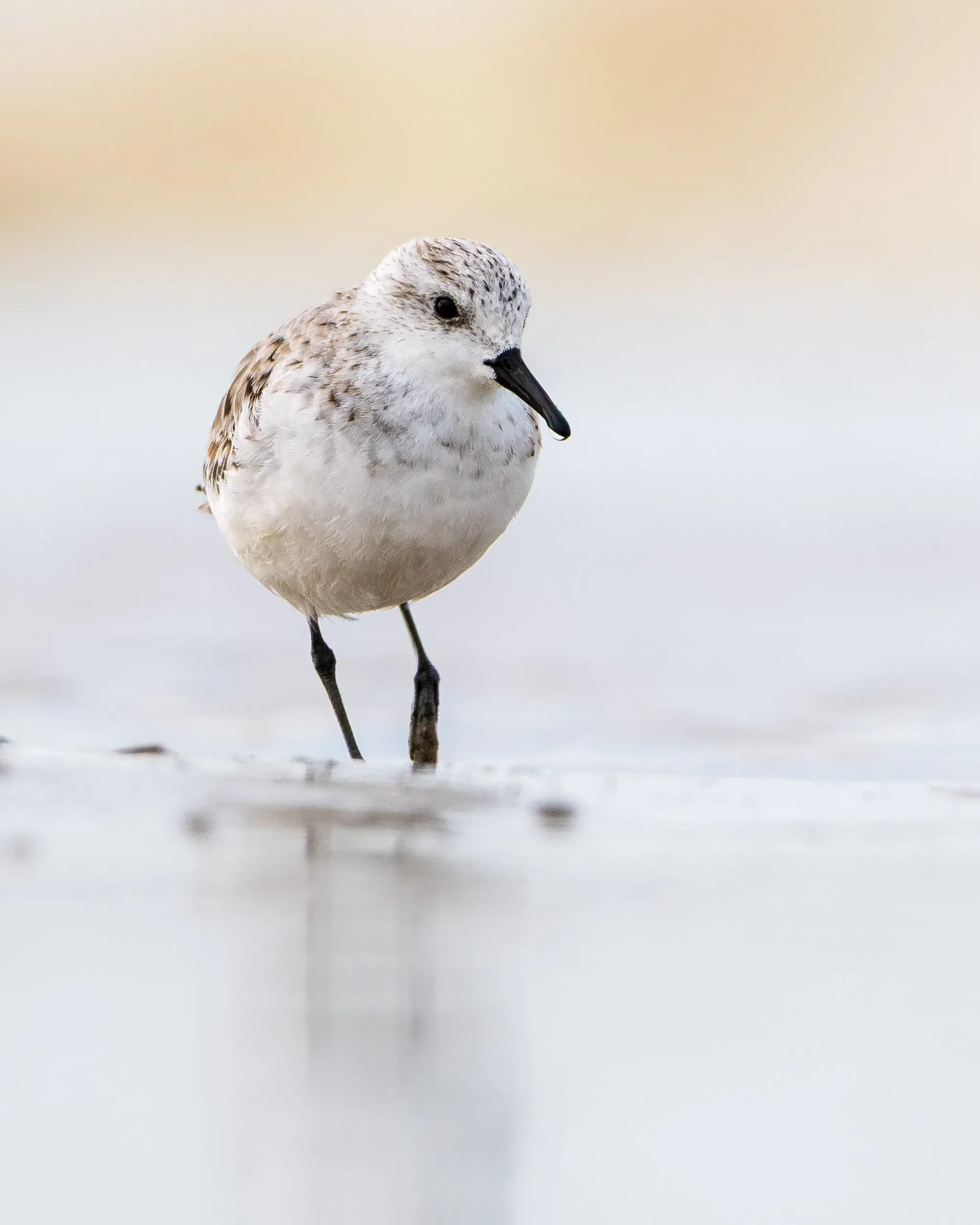 Sanderling im Schlichtkleid am flachen Wasser