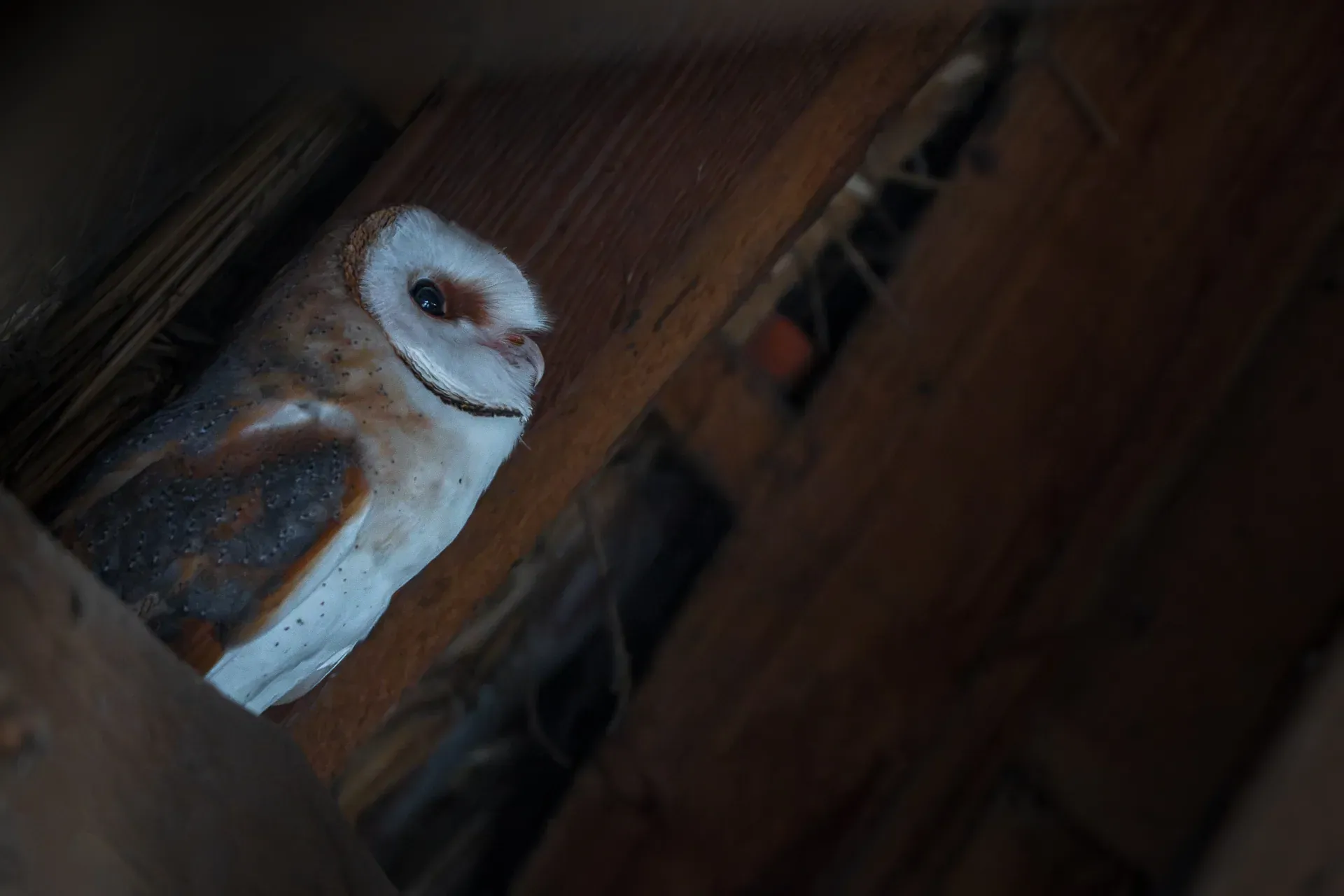 Schleiereule (Tyto alba)