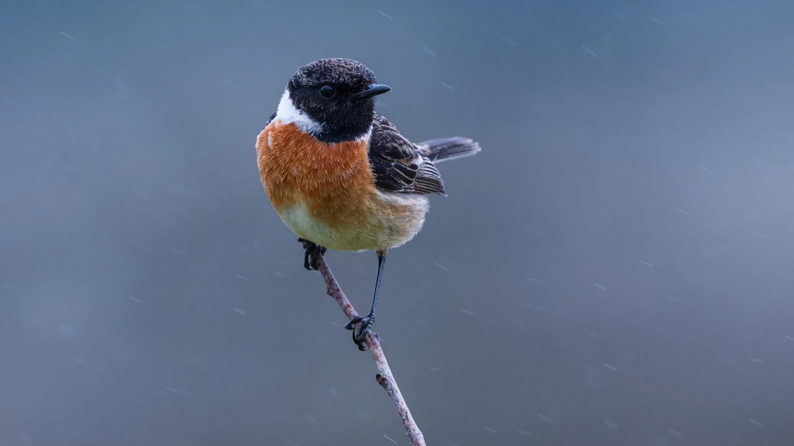 Männliches Schwarzkehlchen im Regen auf einem Zweig