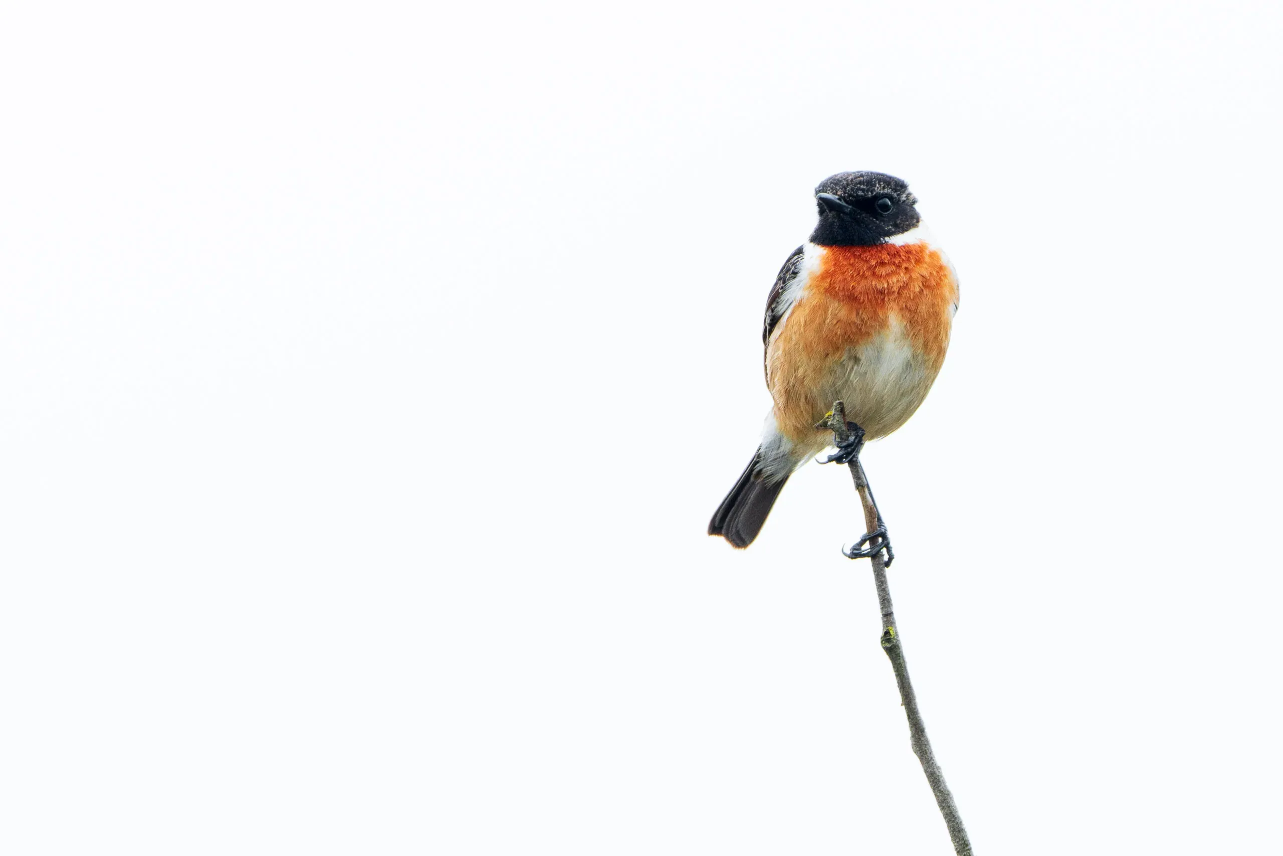 European Stonechat (Saxicola rubicola)