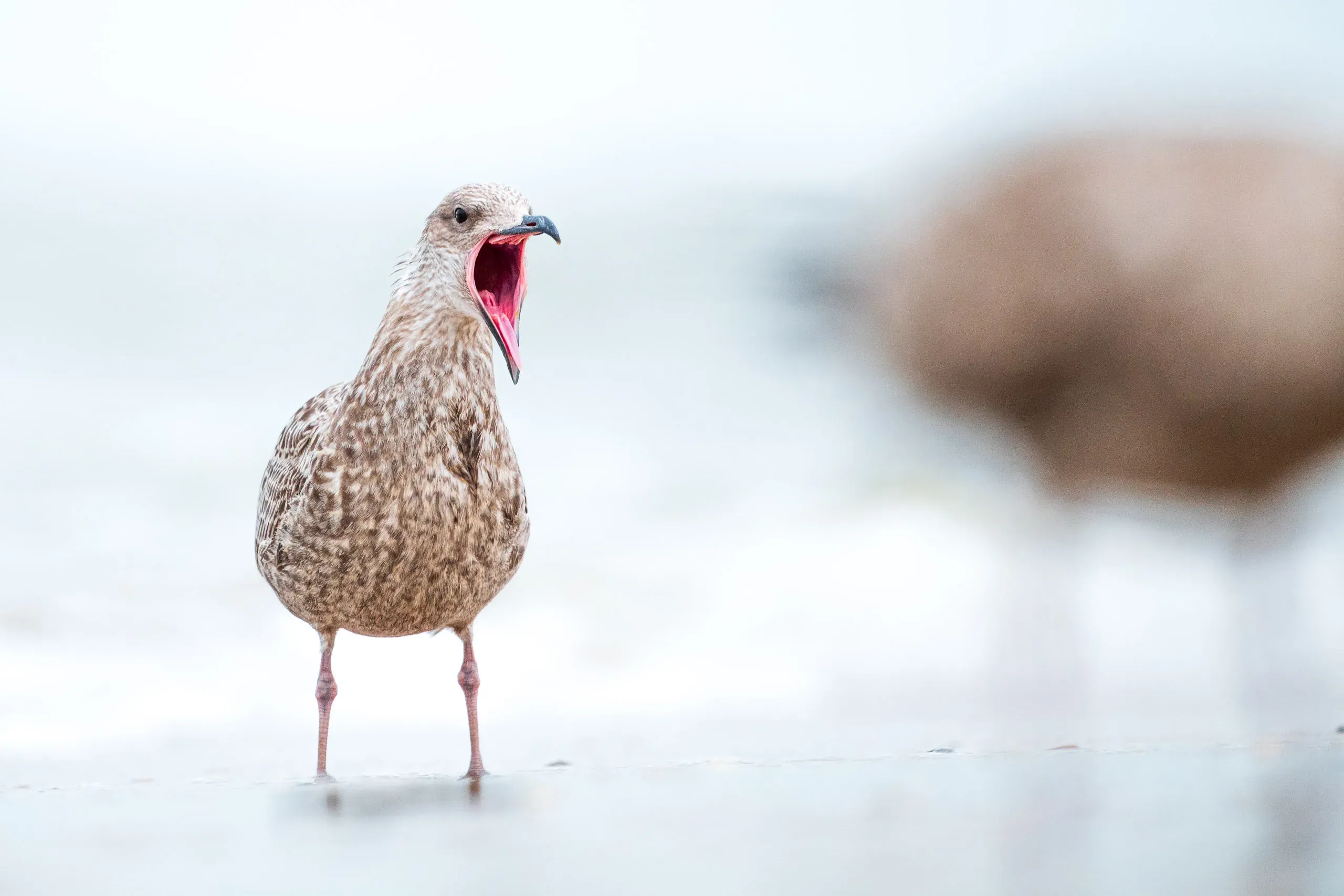 Junge Silbermöwe ruft mit weit geöffnetem Schnabel am Strand