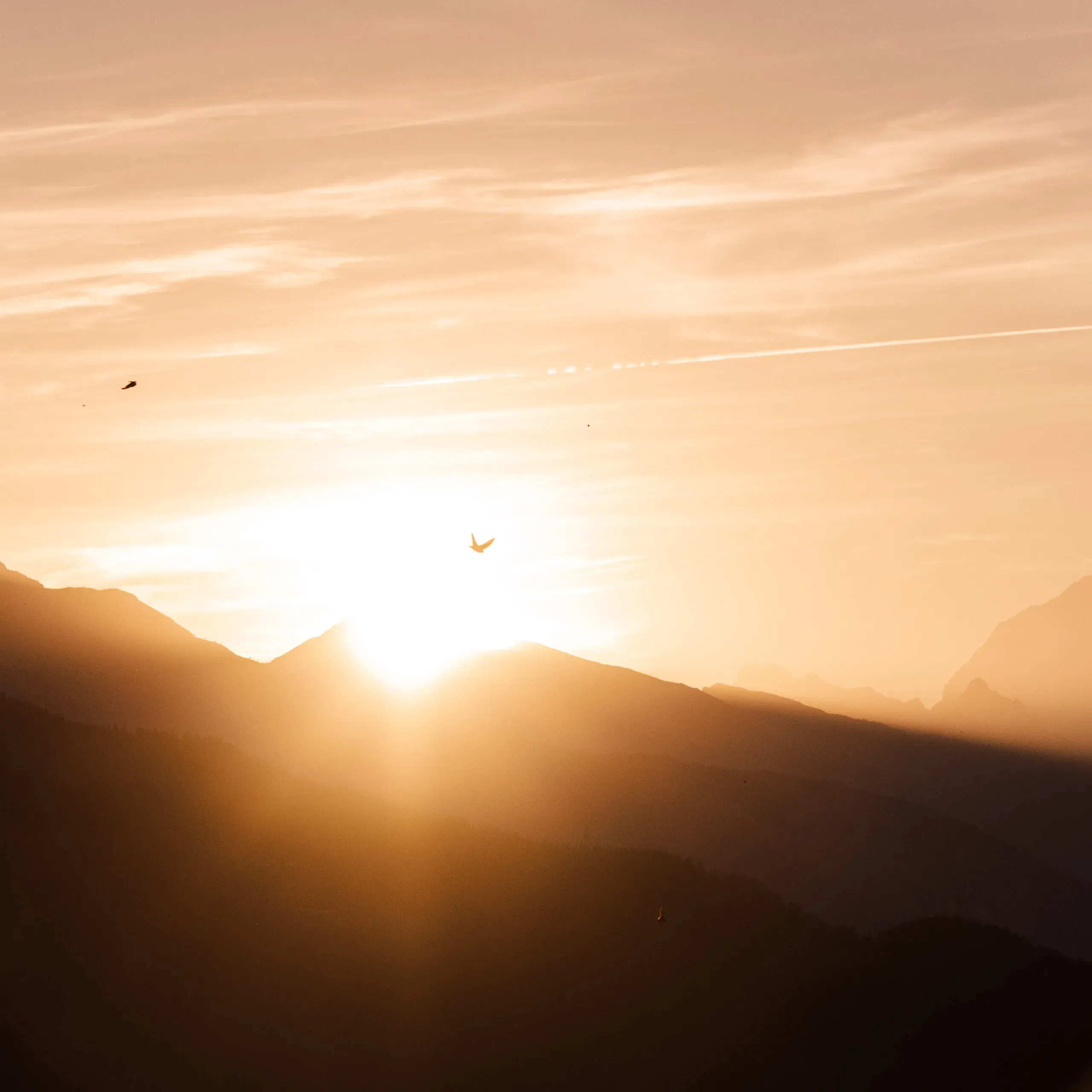 Sonnenaufgang über gestaffelten Bergrücken, ein Vogel fliegt durchs Licht