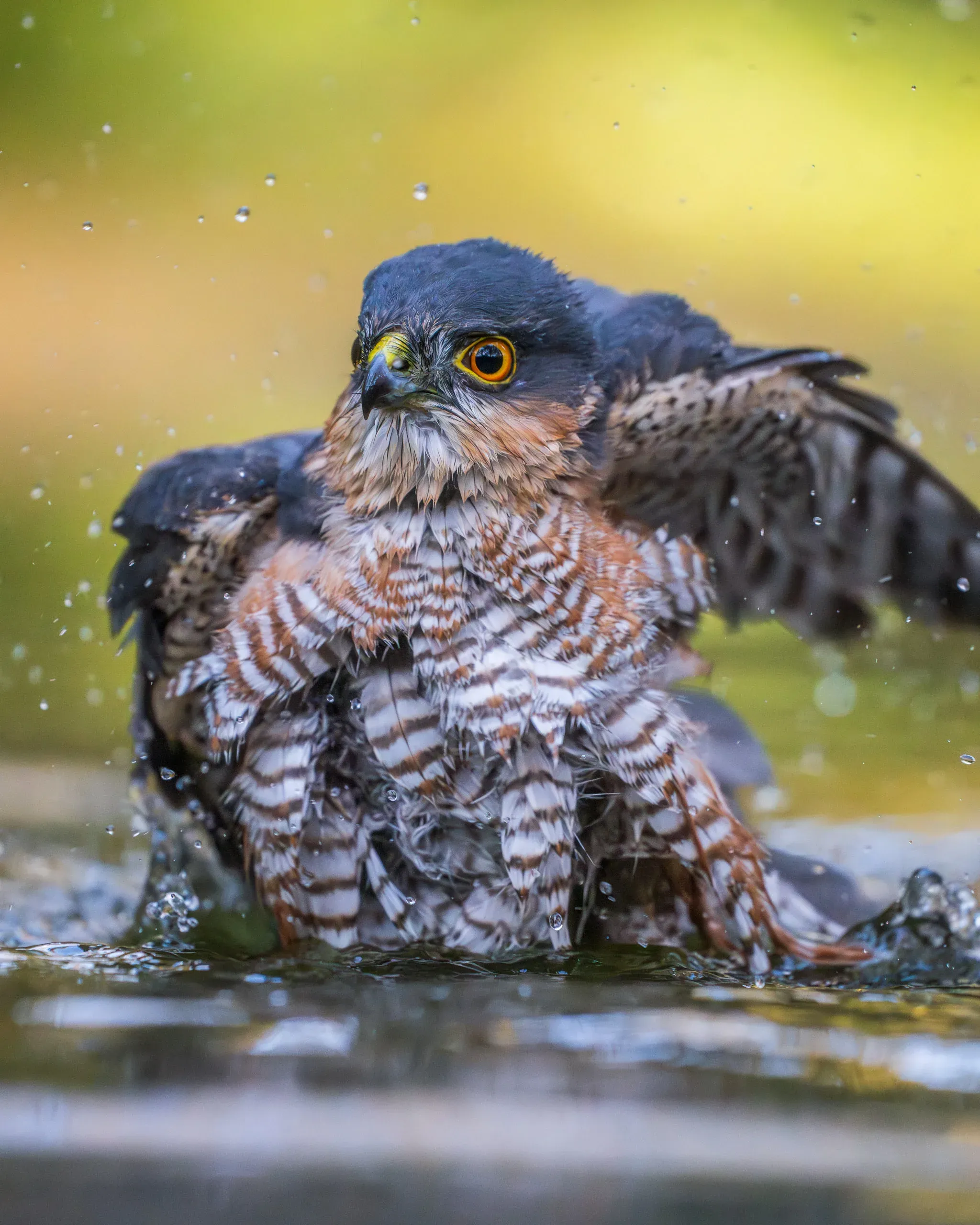 Sperber badet mit leuchtend orangem Auge im flachen Wasser