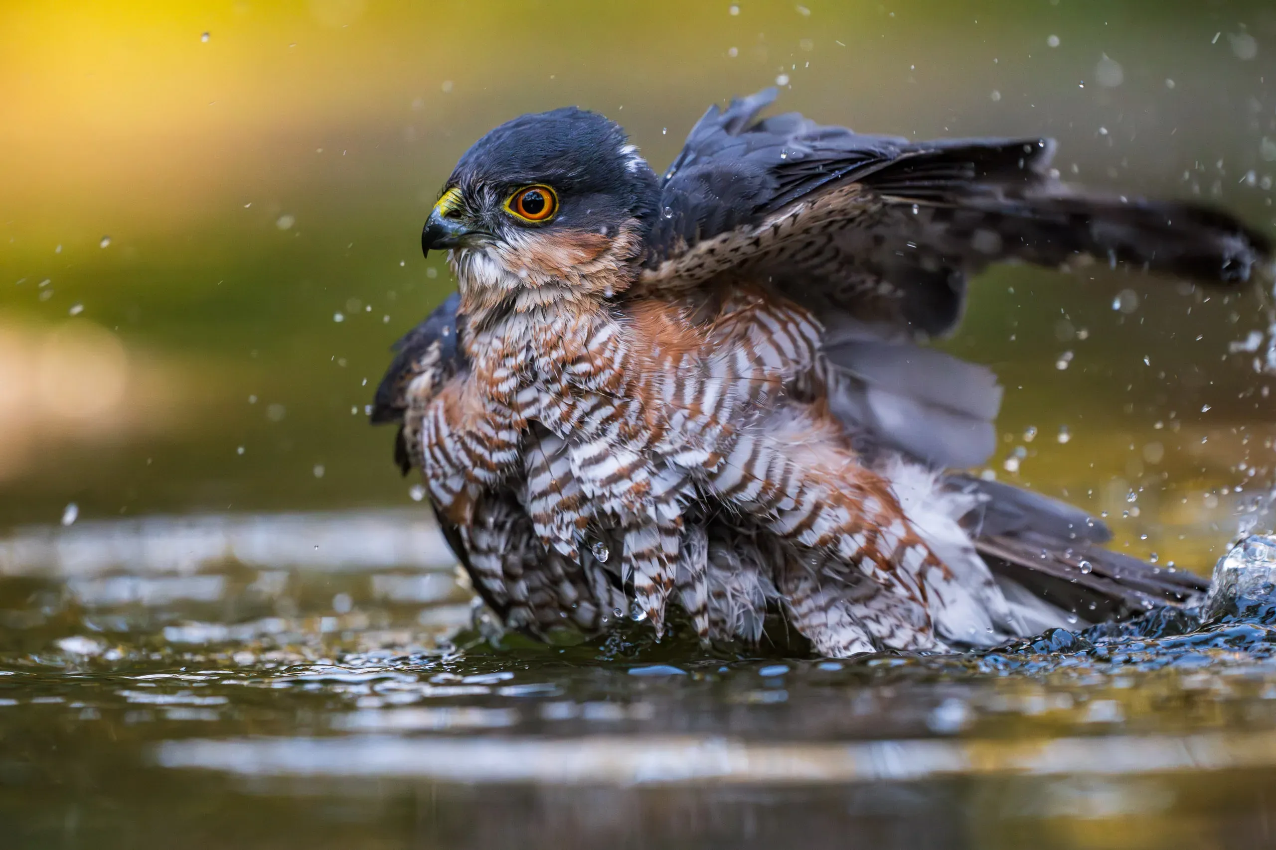 Sperber badet im flachen Wasser, Wassertropfen spritzen