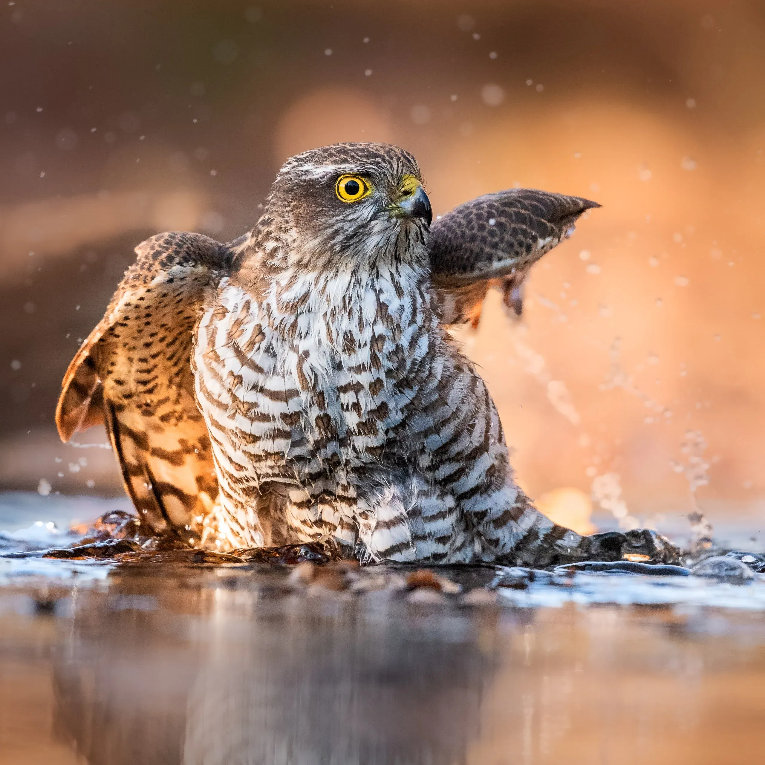 Junger Sperber mit gelbem Auge badet im flachen Wasser