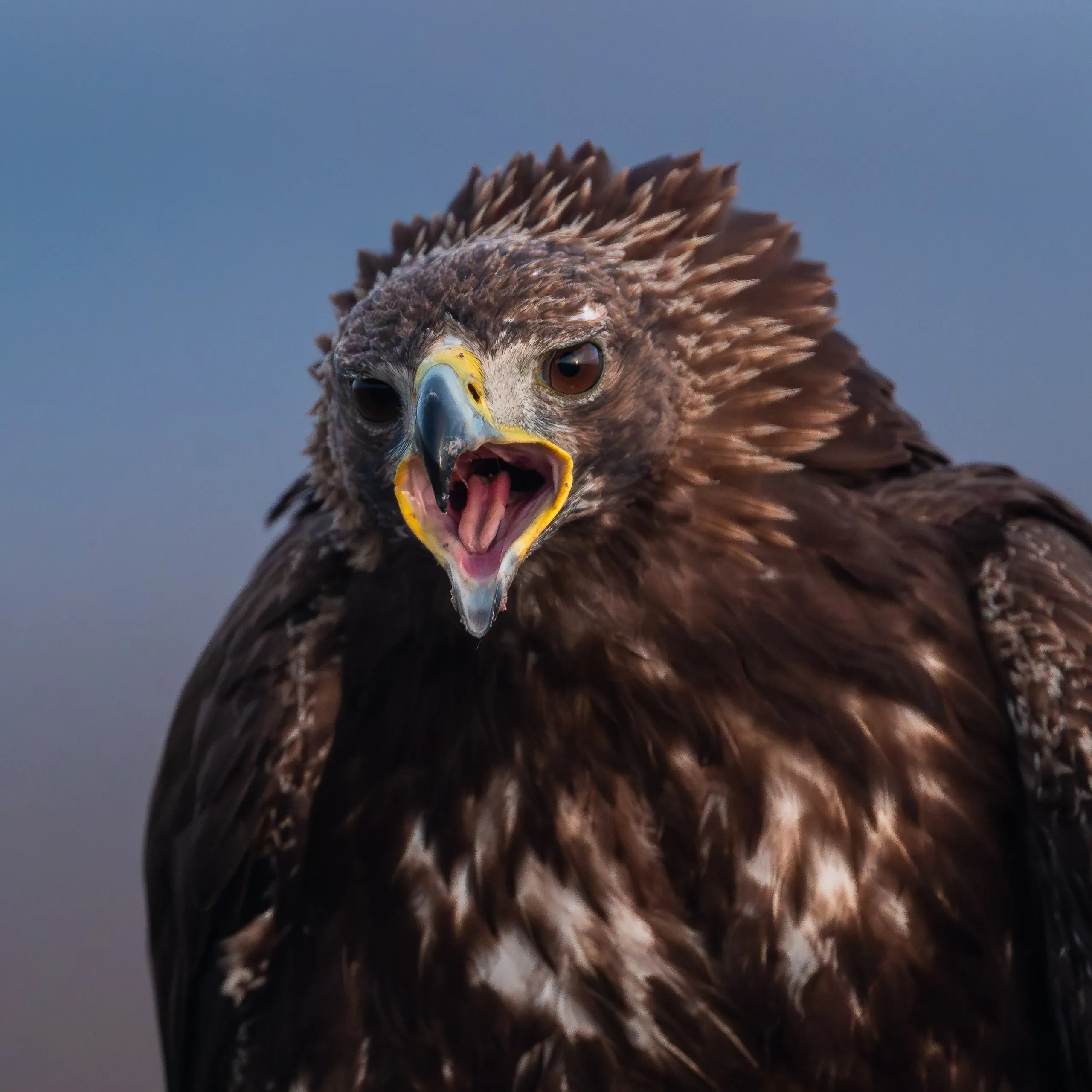 Junger Steinadler mit weißer Tropfenzeichnung ruft in der Dämmerung