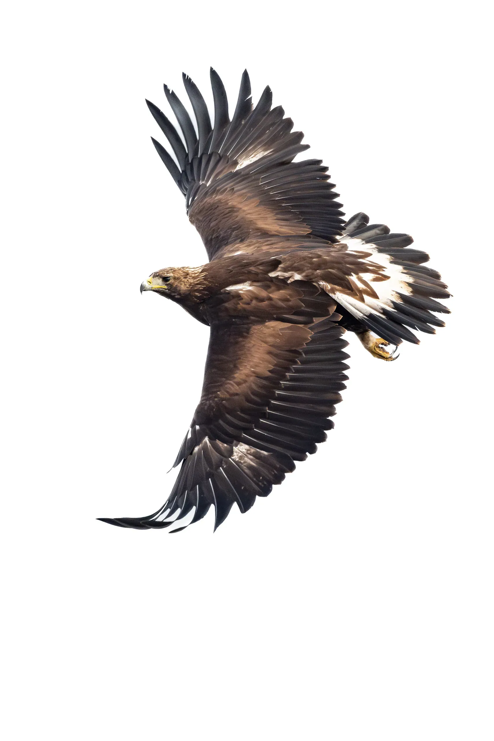 Steinadler im Flug vor blauem Himmel