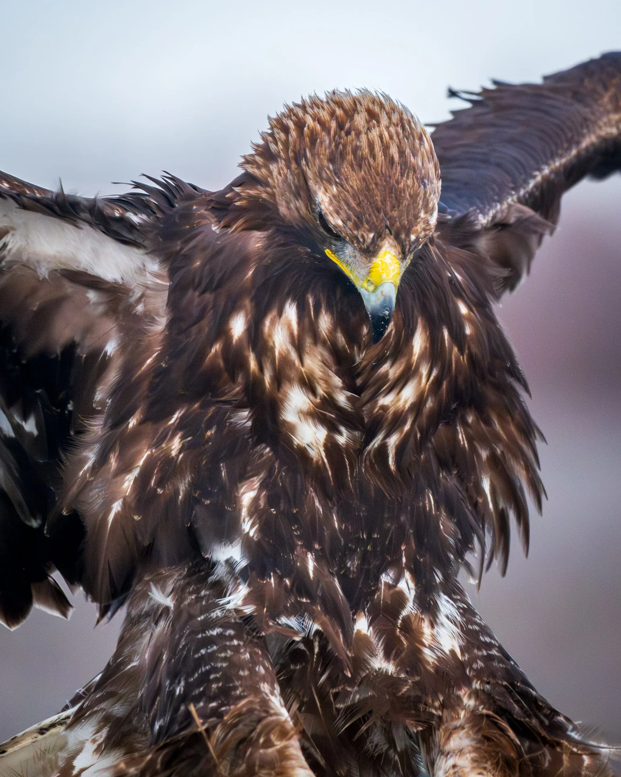 Junger Steinadler, nass, mit weißer Tropfenzeichnung aus der Nähe