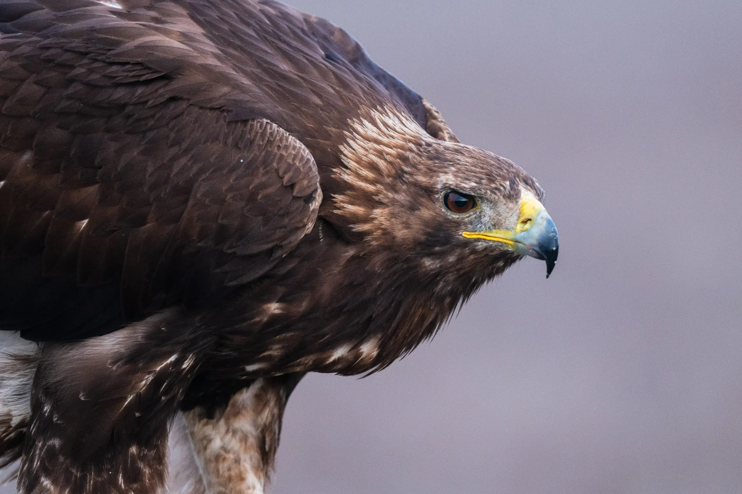 Steinadler im Porträt mit goldenem Nacken