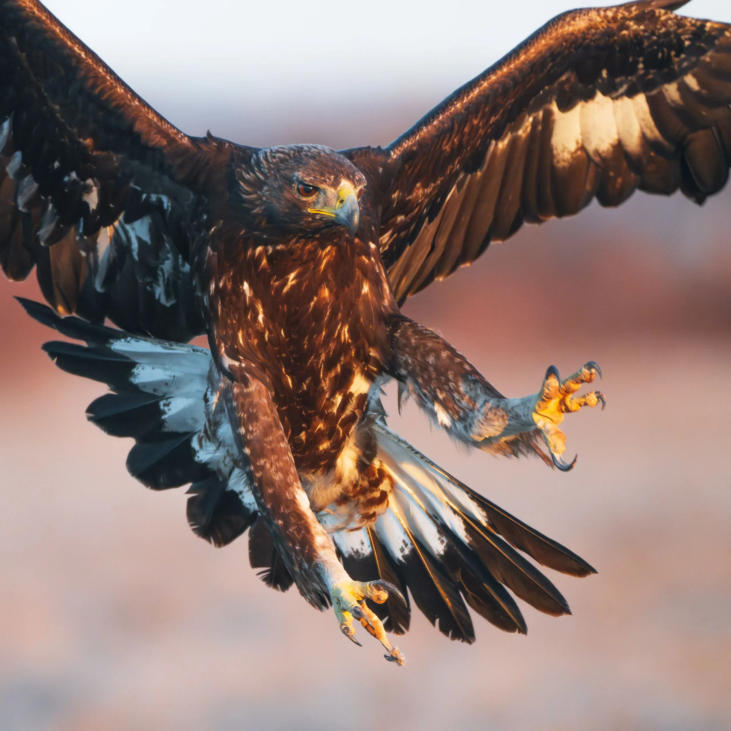 Steinadler im Landeanflug mit ausgestreckten Fängen im Abendlicht