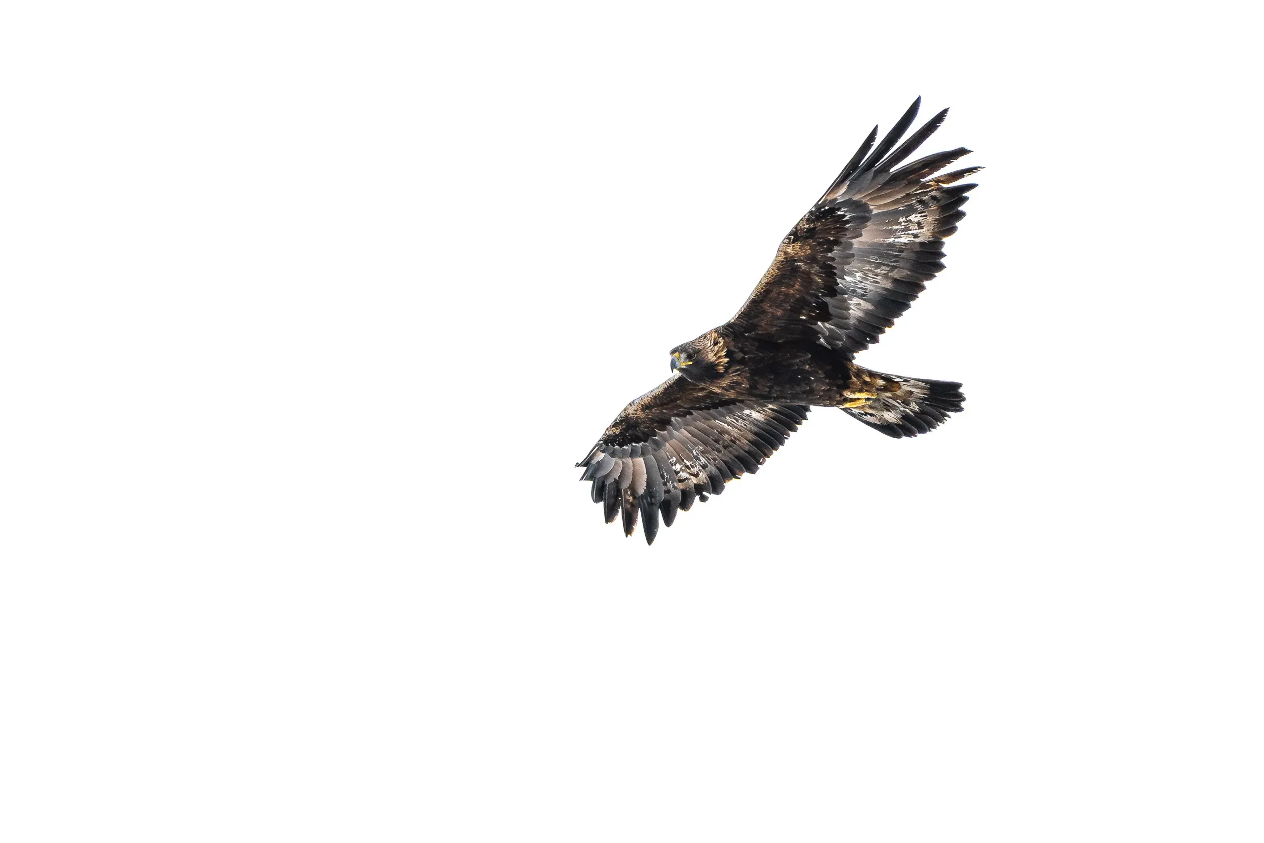 Steinadler im Segelflug vor weißem Himmel