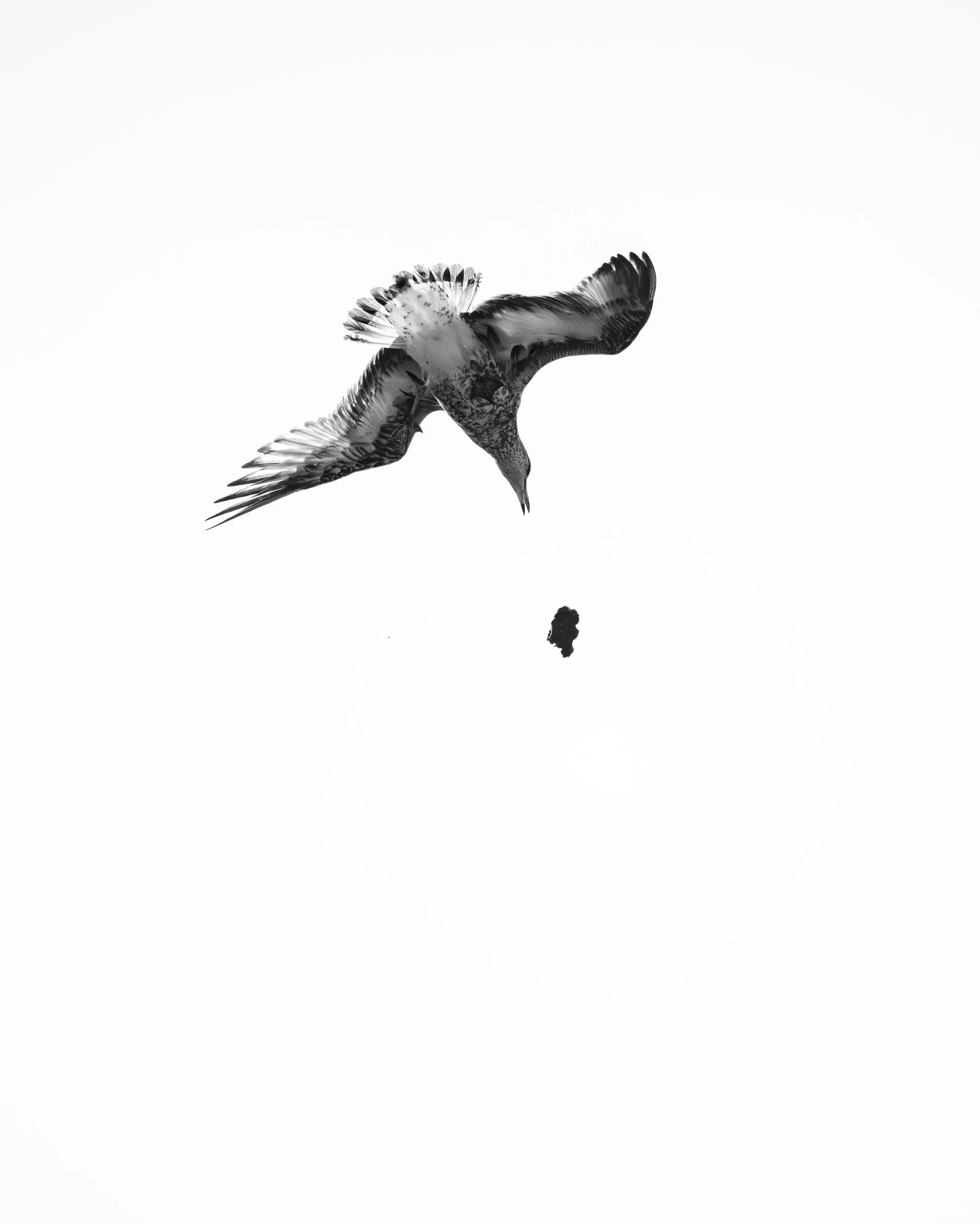 Dunkler Vogel im Sturzflug über weißem Grund, kleine Beute darunter