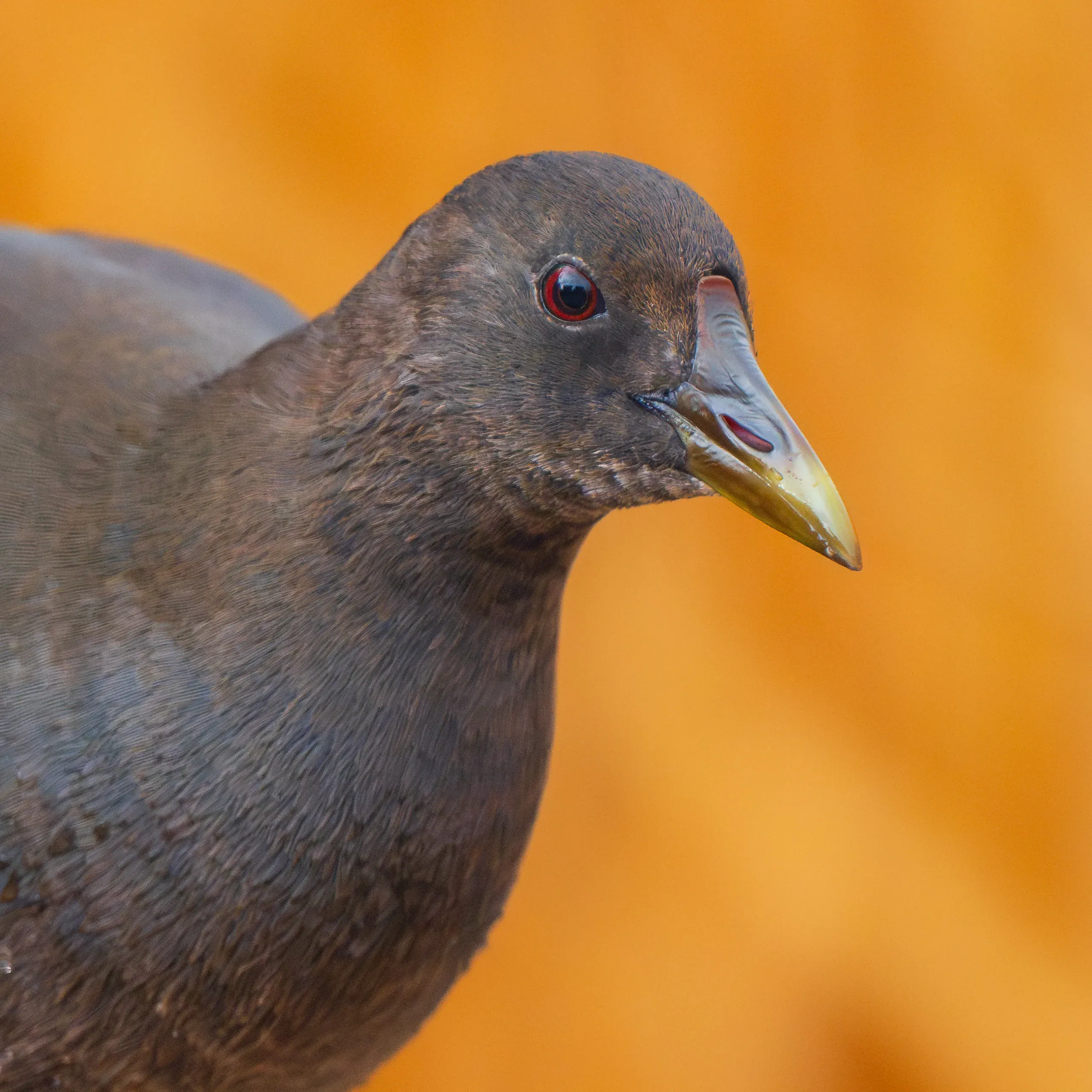 Junges Teichhuhn mit noch blassem Schnabel vor orangem Hintergrund