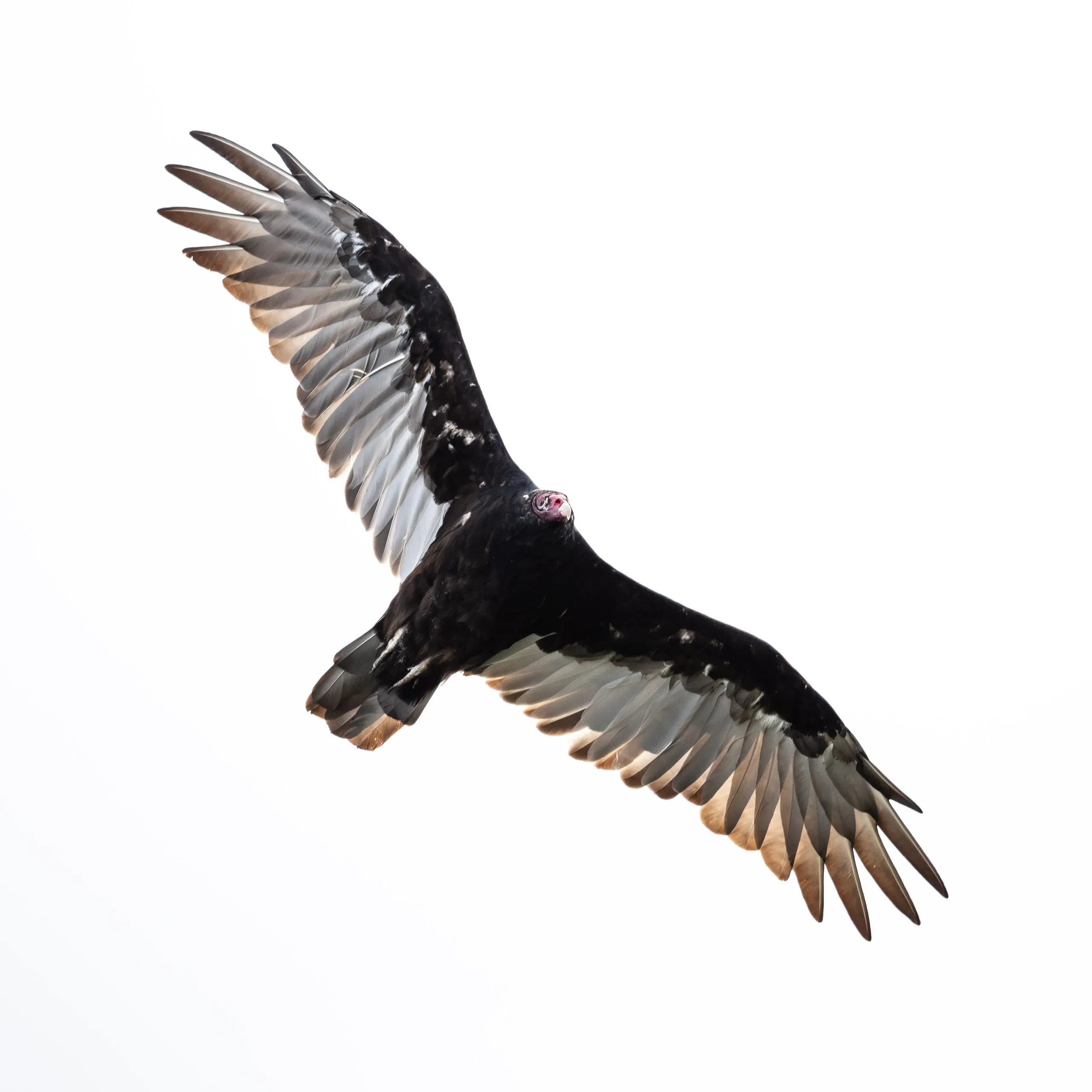 Truthahngeier im Flug mit rotem, nacktem Kopf und zweifarbigen Flügeln (Kanada)