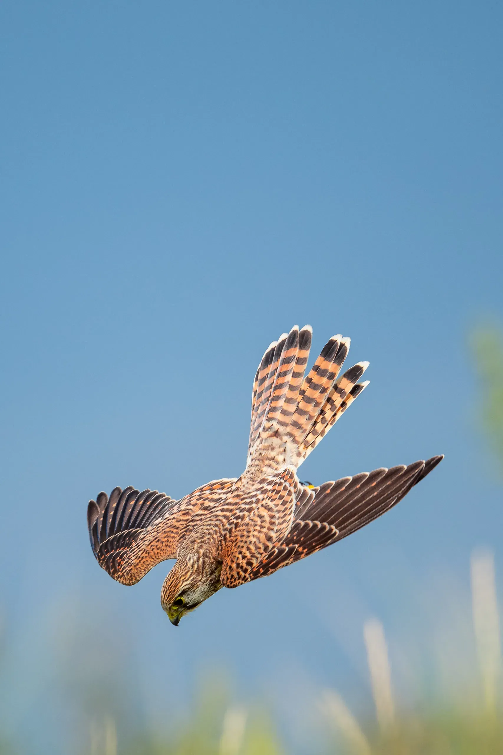 Turmfalke rüttelt vor blauem Himmel