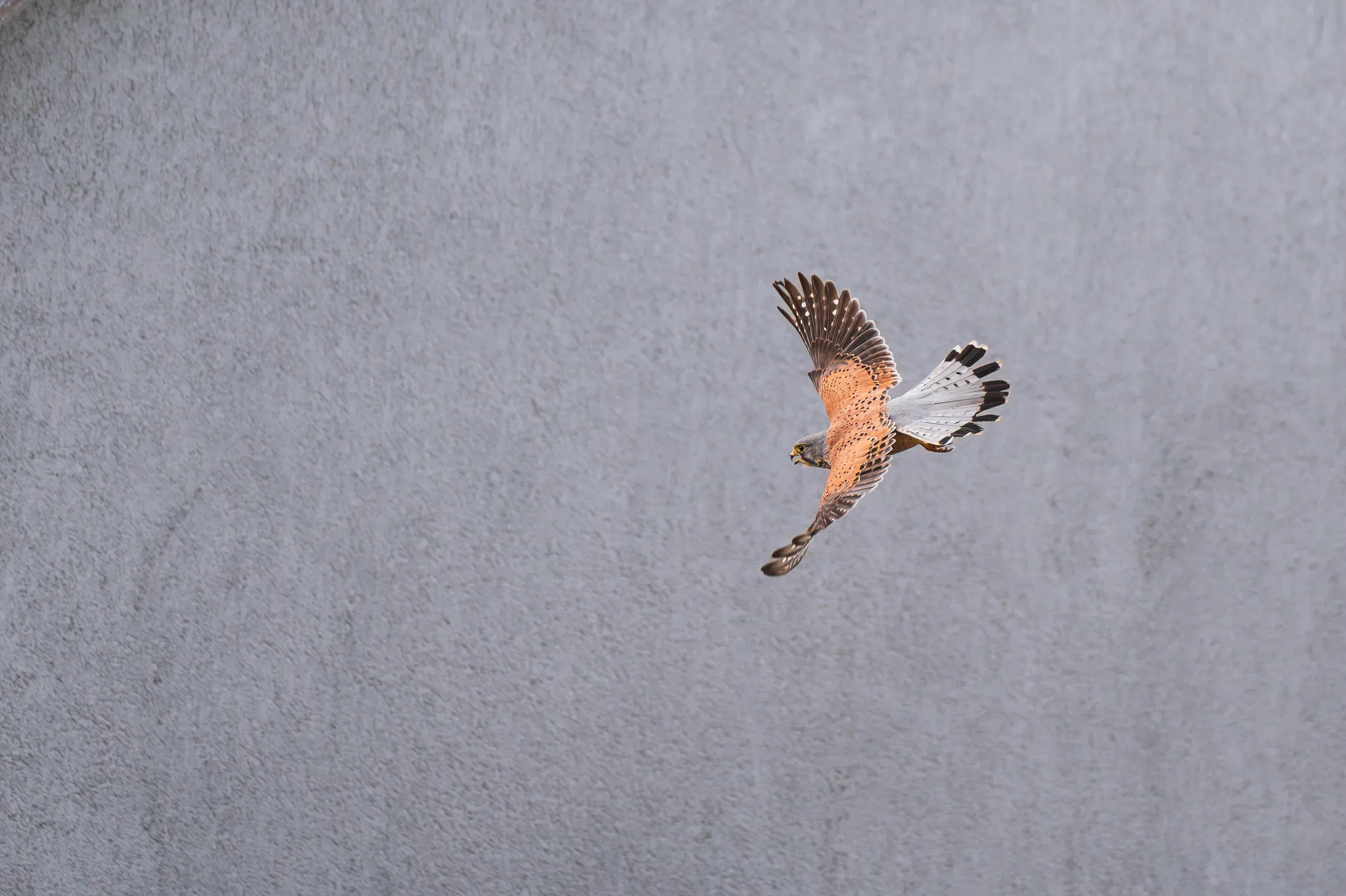 Turmfalke rüttelt vor einer hellen Wand