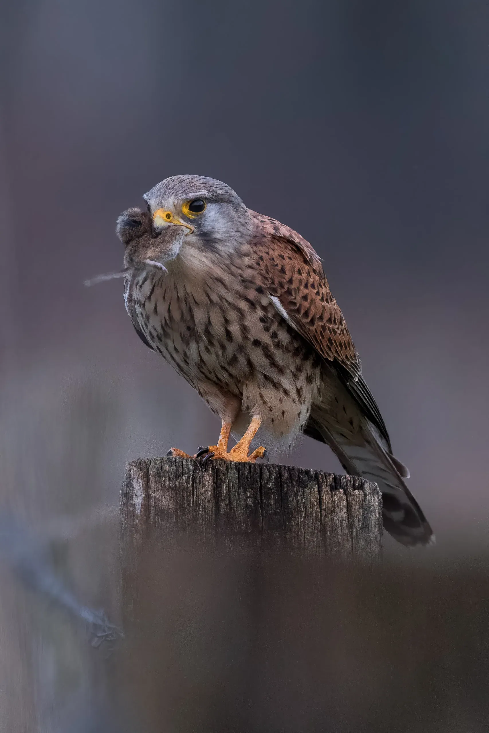 Turmfalke mit Beute auf einem Holzpfosten in der Dämmerung