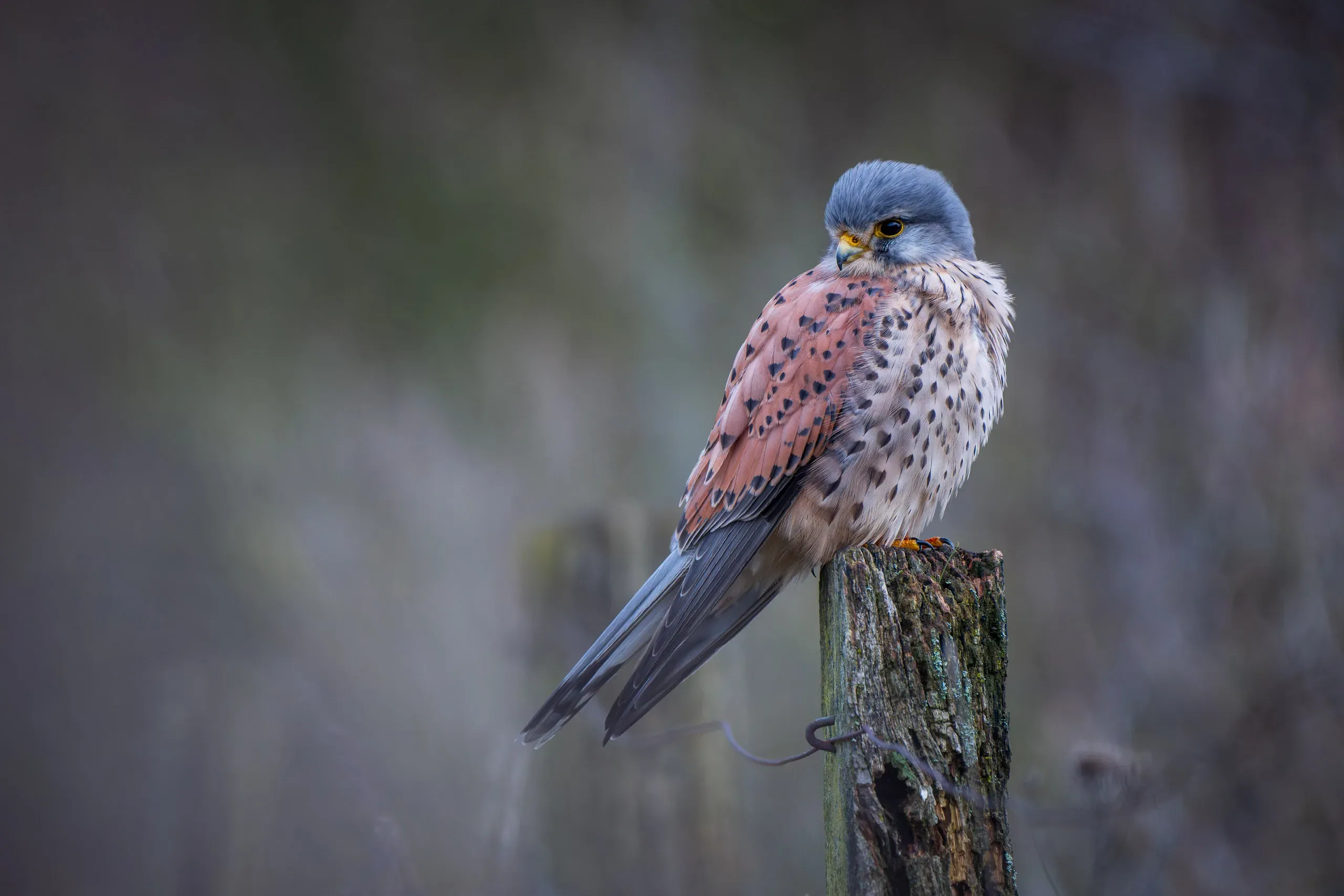 Männlicher Turmfalke auf einem Holzpfosten