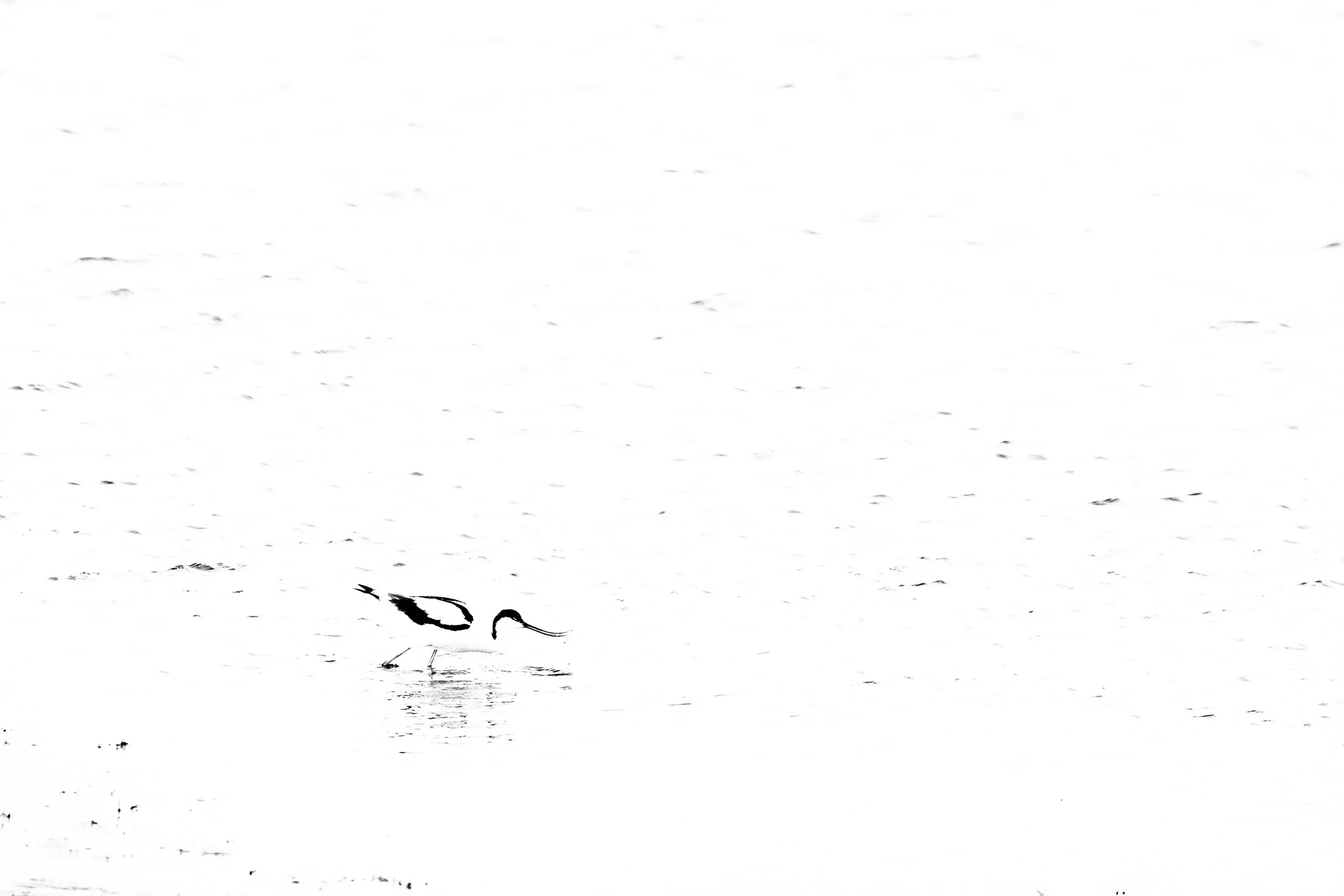 Dunkler Vogel fliegt tief über einer weißen Fläche