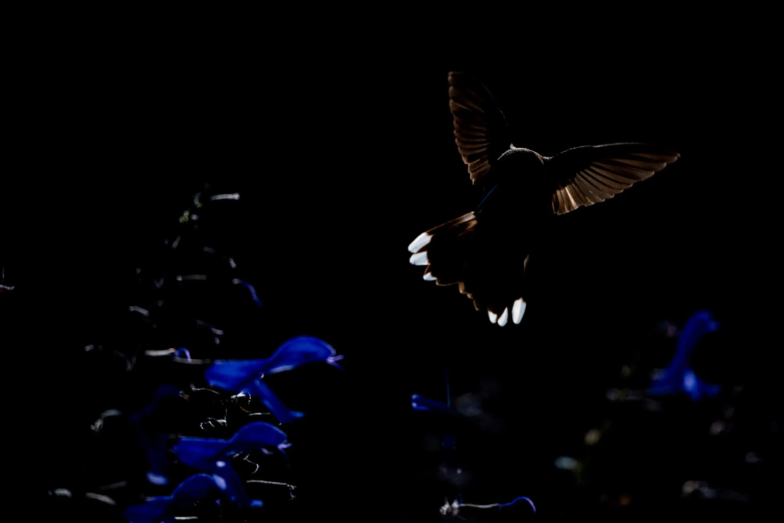 Vogel im Flug über tiefblauem, dunklem Wasser