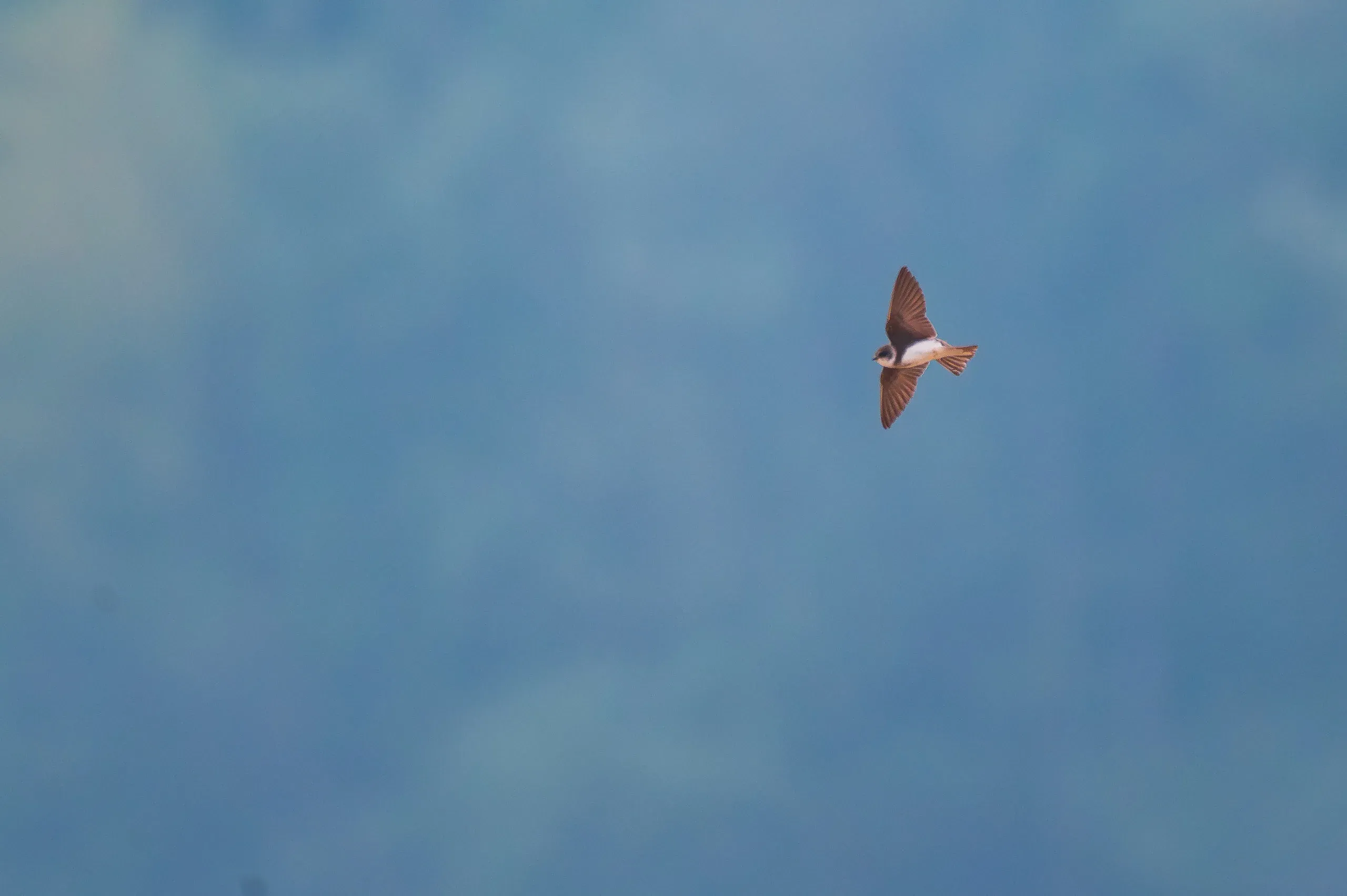Uferschwalbe im Flug hoch am blauen Himmel