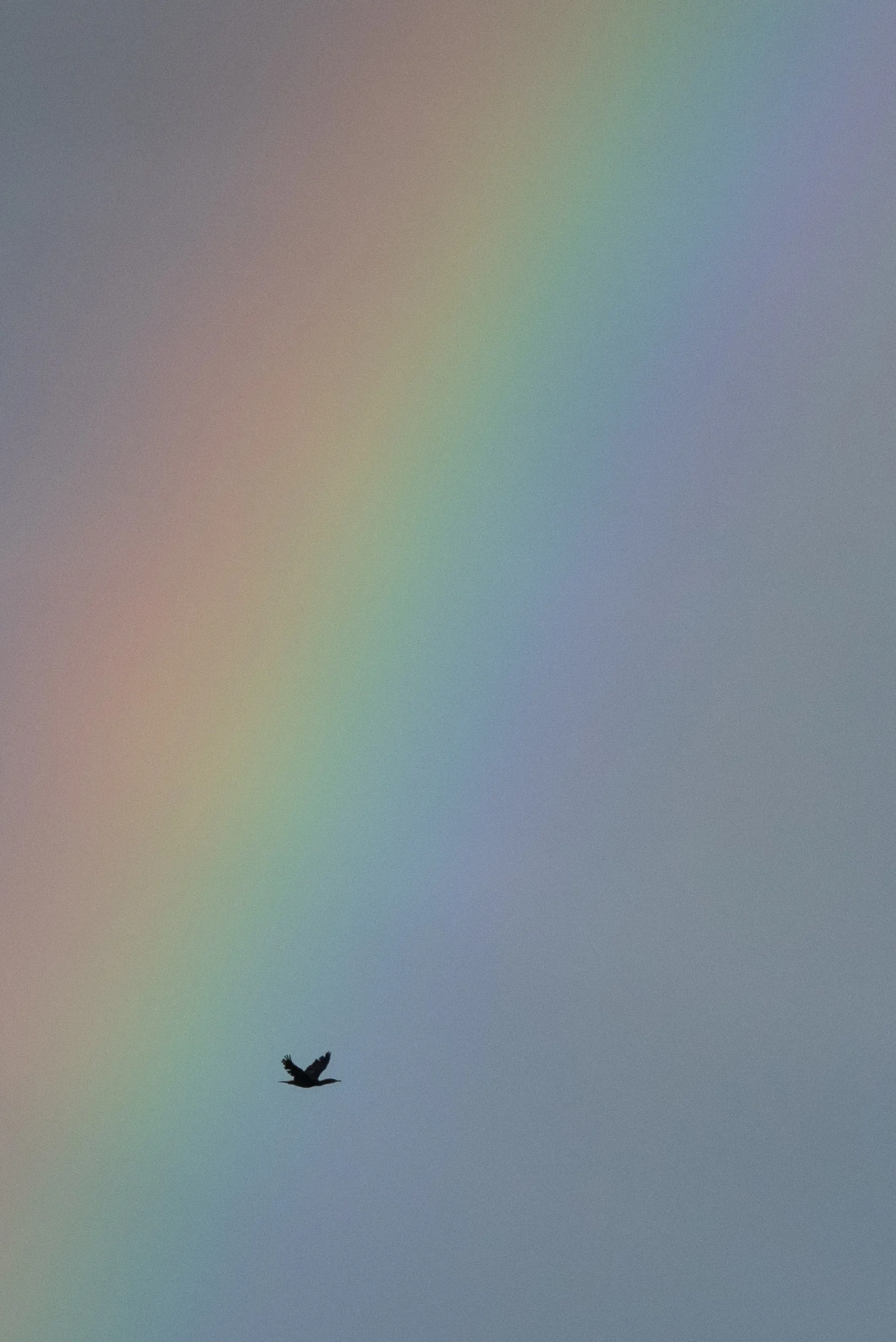 Winziger Vogel fliegt vor einem zart schimmernden Regenbogen