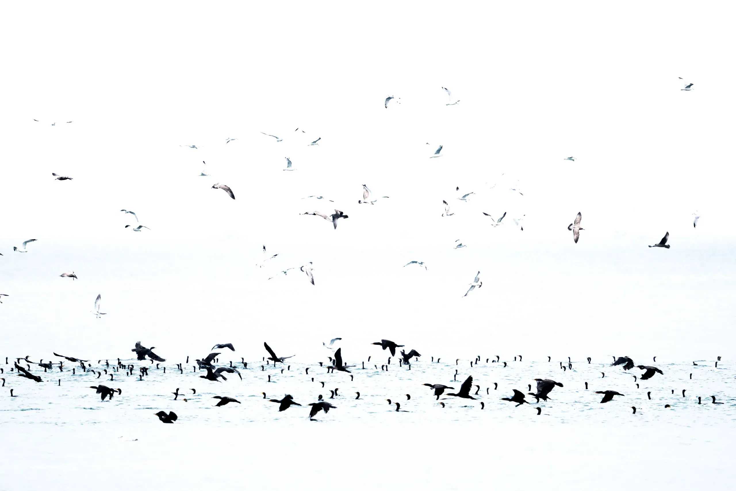 Großer Vogelschwarm über dem Meer, hell und grafisch