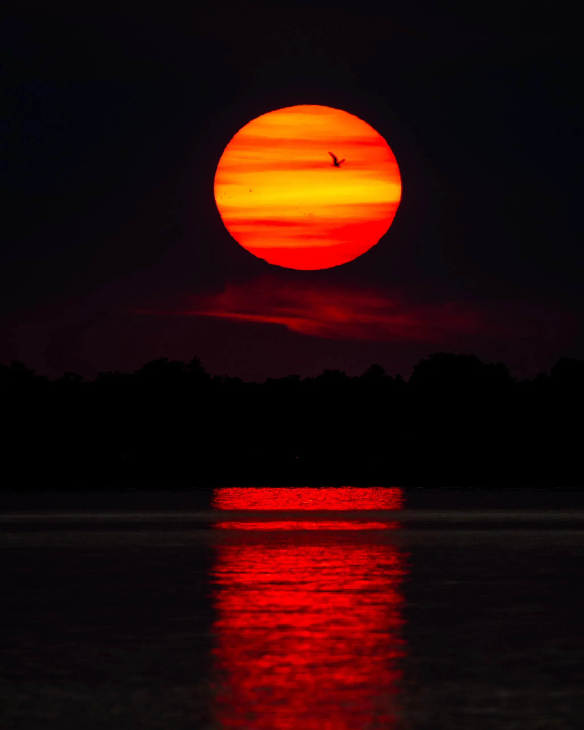 Vogel kreuzt die tiefrote Sonne über dem Wasser bei Sonnenuntergang