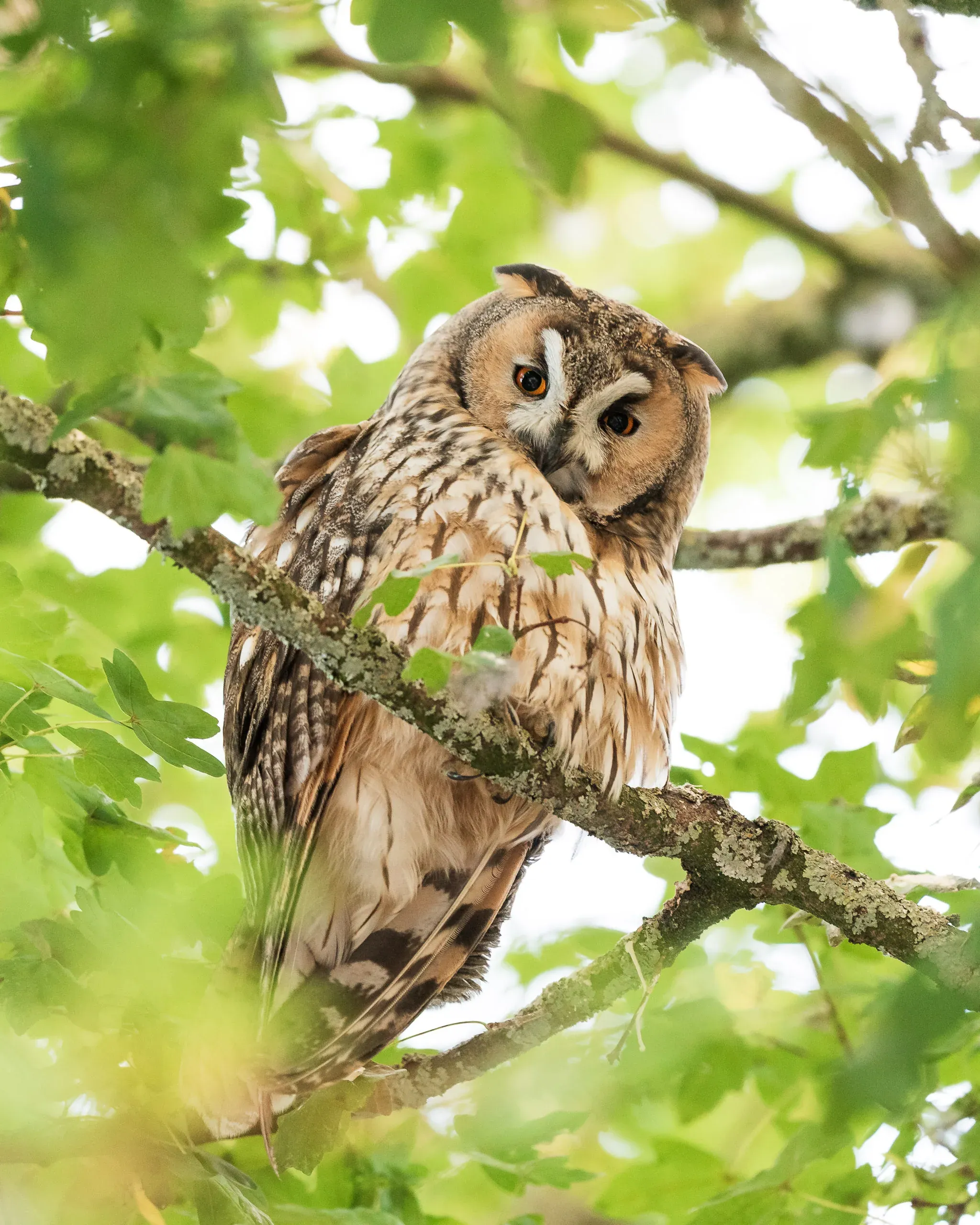 Waldohreule sitzt zwischen grünen Blättern in einem Baum