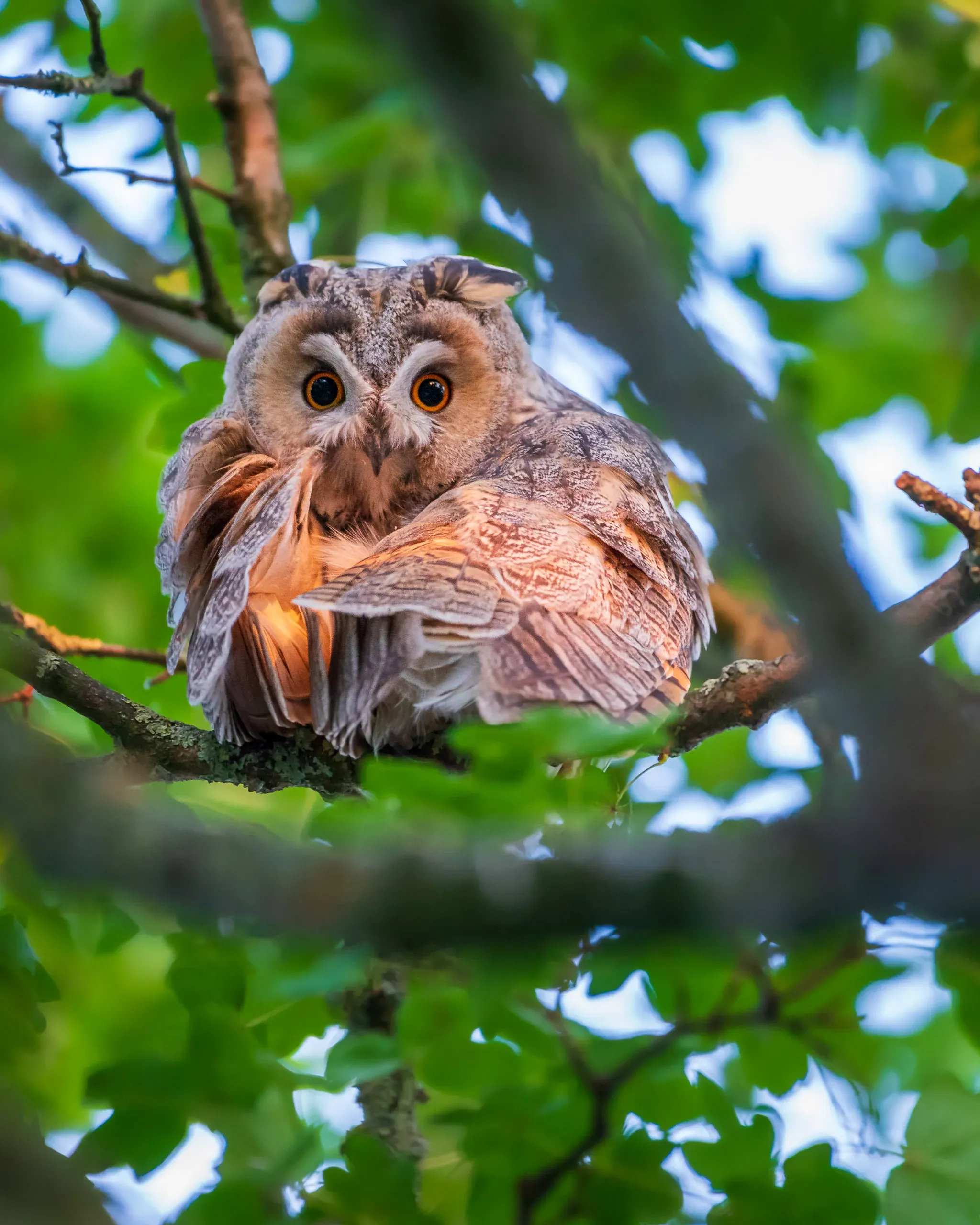 Waldohreule mit orangefarbenen Augen im grünen Blätterdach