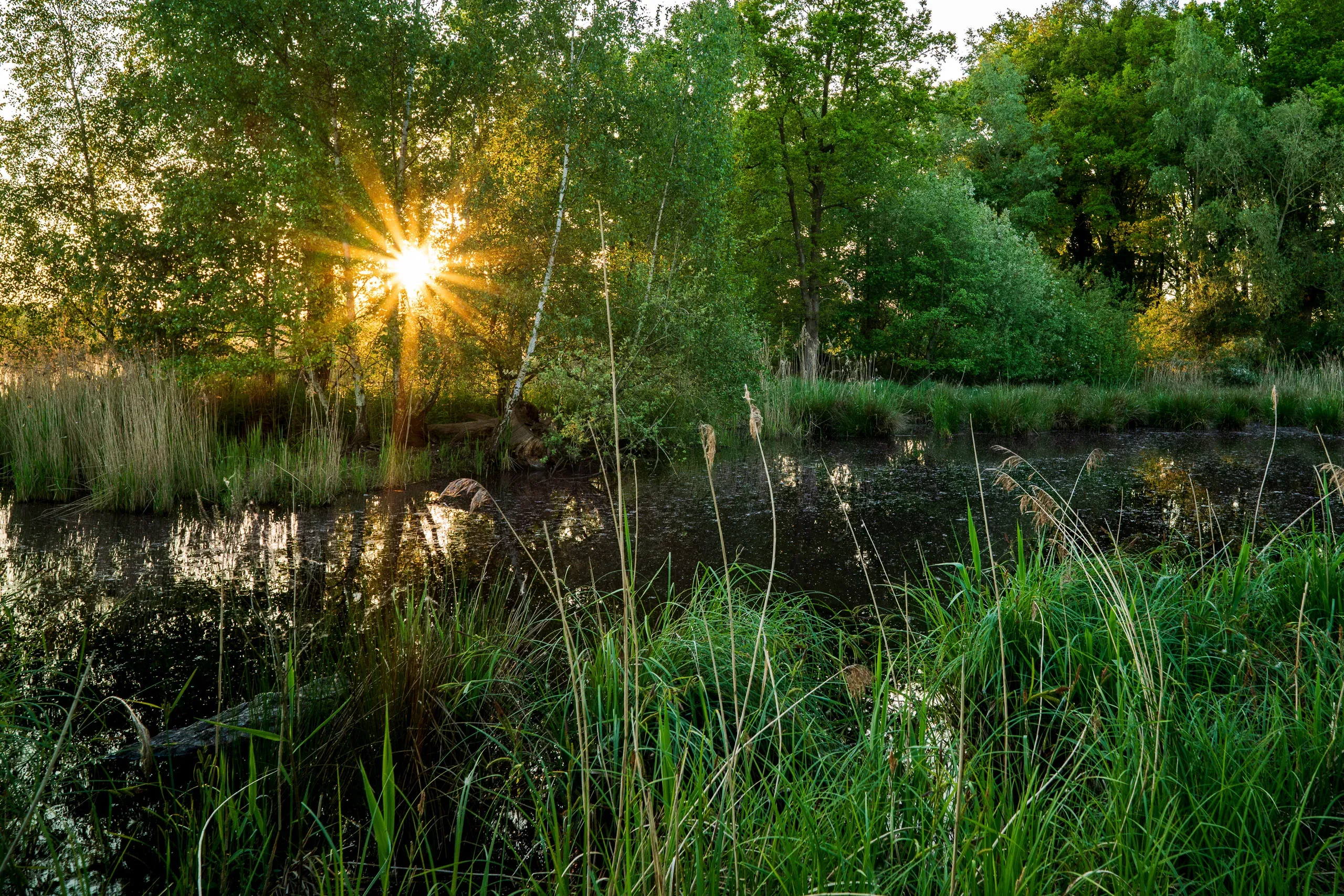 Sonnenstern strahlt durch die Bäume an einem Waldweiher mit Schilf