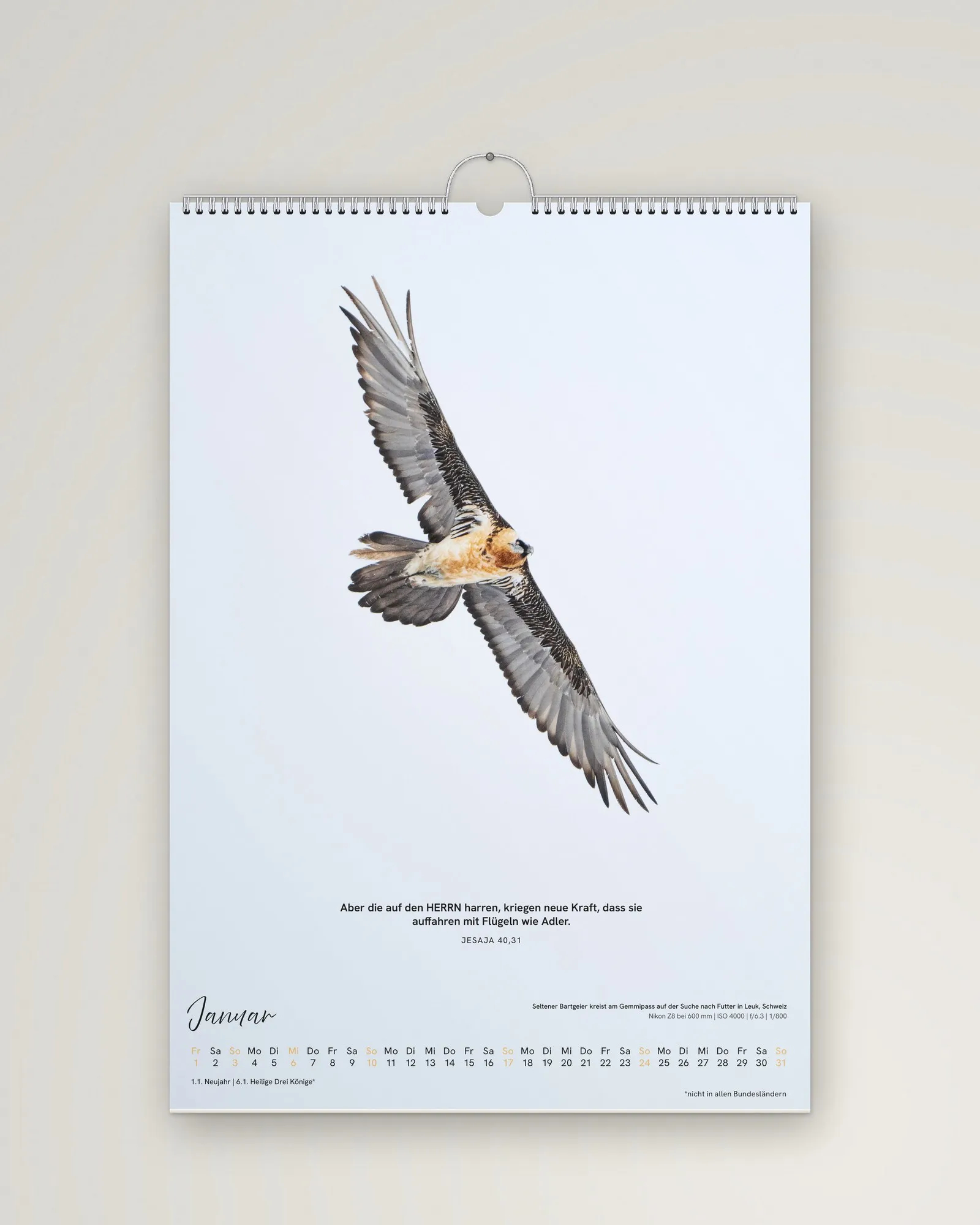 Kalenderblatt Januar an der Wand: Bartgeier im Flug vor hellem Winterhimmel