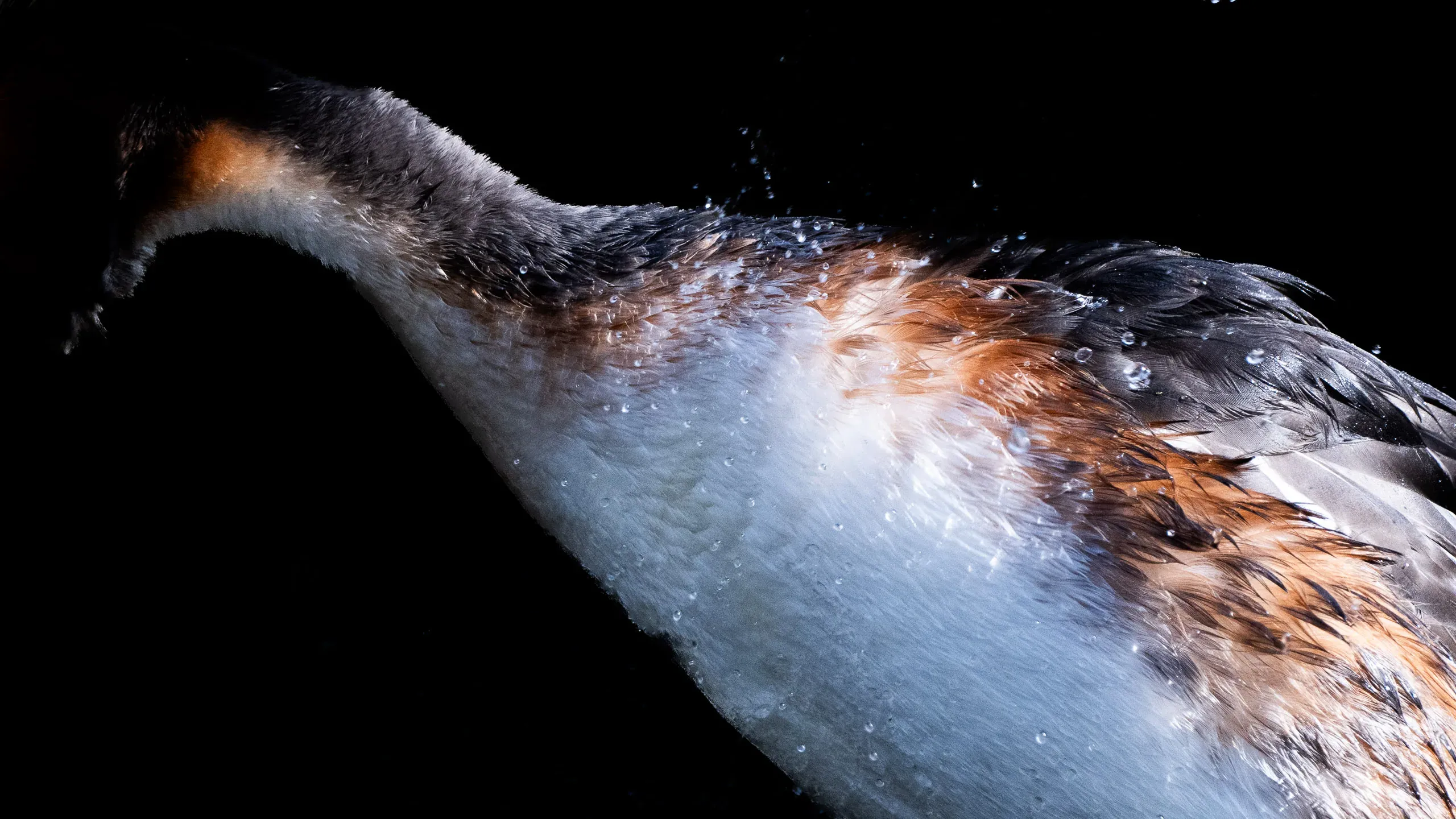 Vogel schüttelt Wassertropfen ab, vor schwarzem Hintergrund